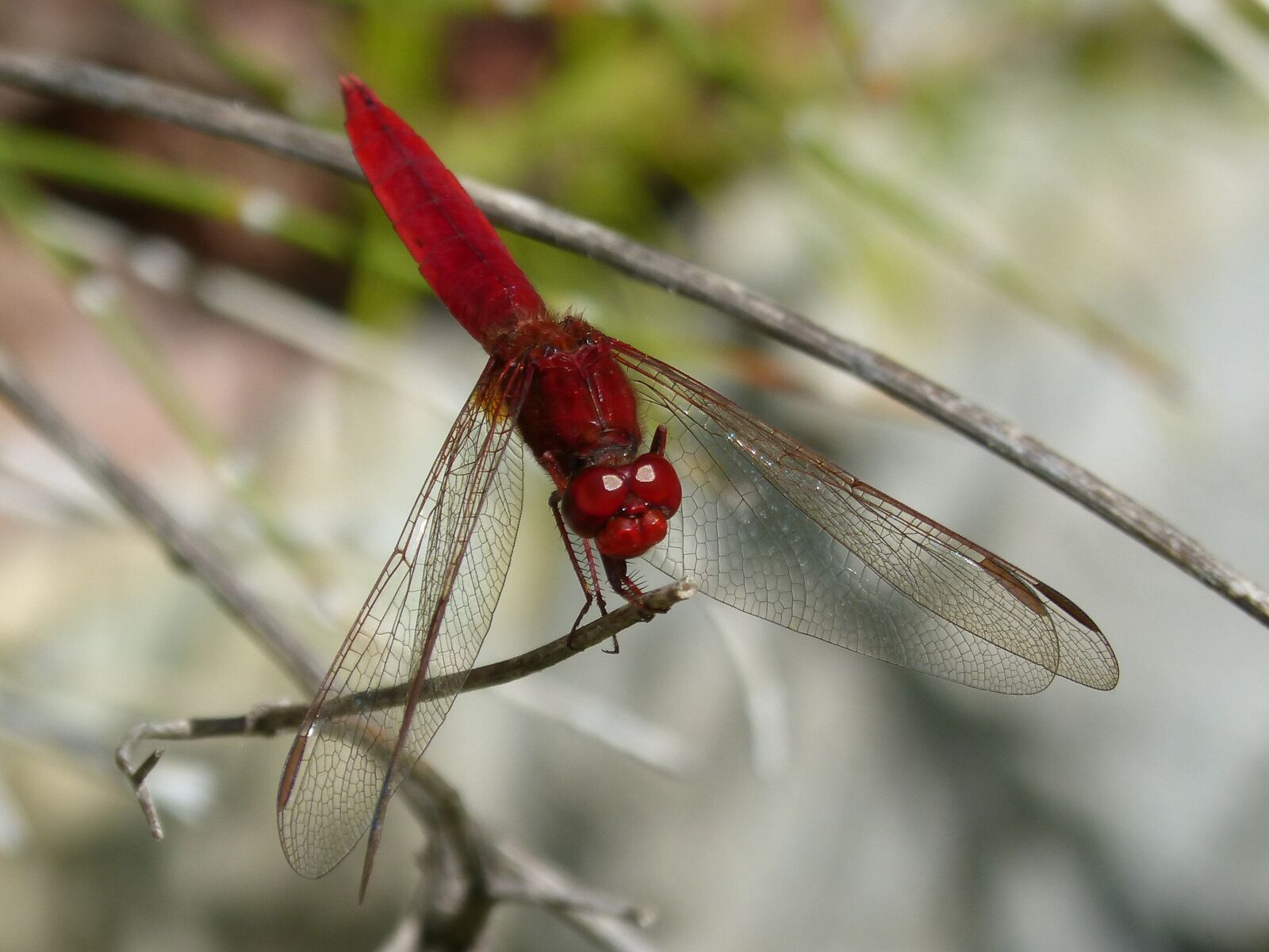 Panasonic DMC-FZ62 sample photo. Red dragonfly, branch, wetland photography