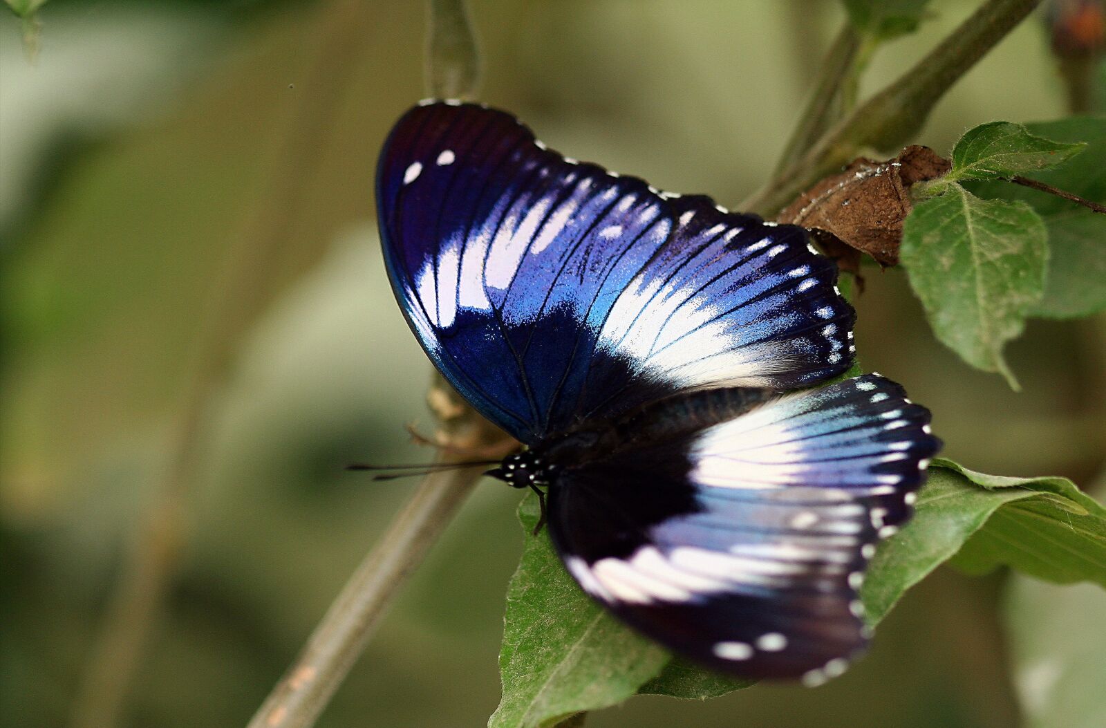 Canon EOS 350D (EOS Digital Rebel XT / EOS Kiss Digital N) sample photo. Butterfly, macro, close up photography