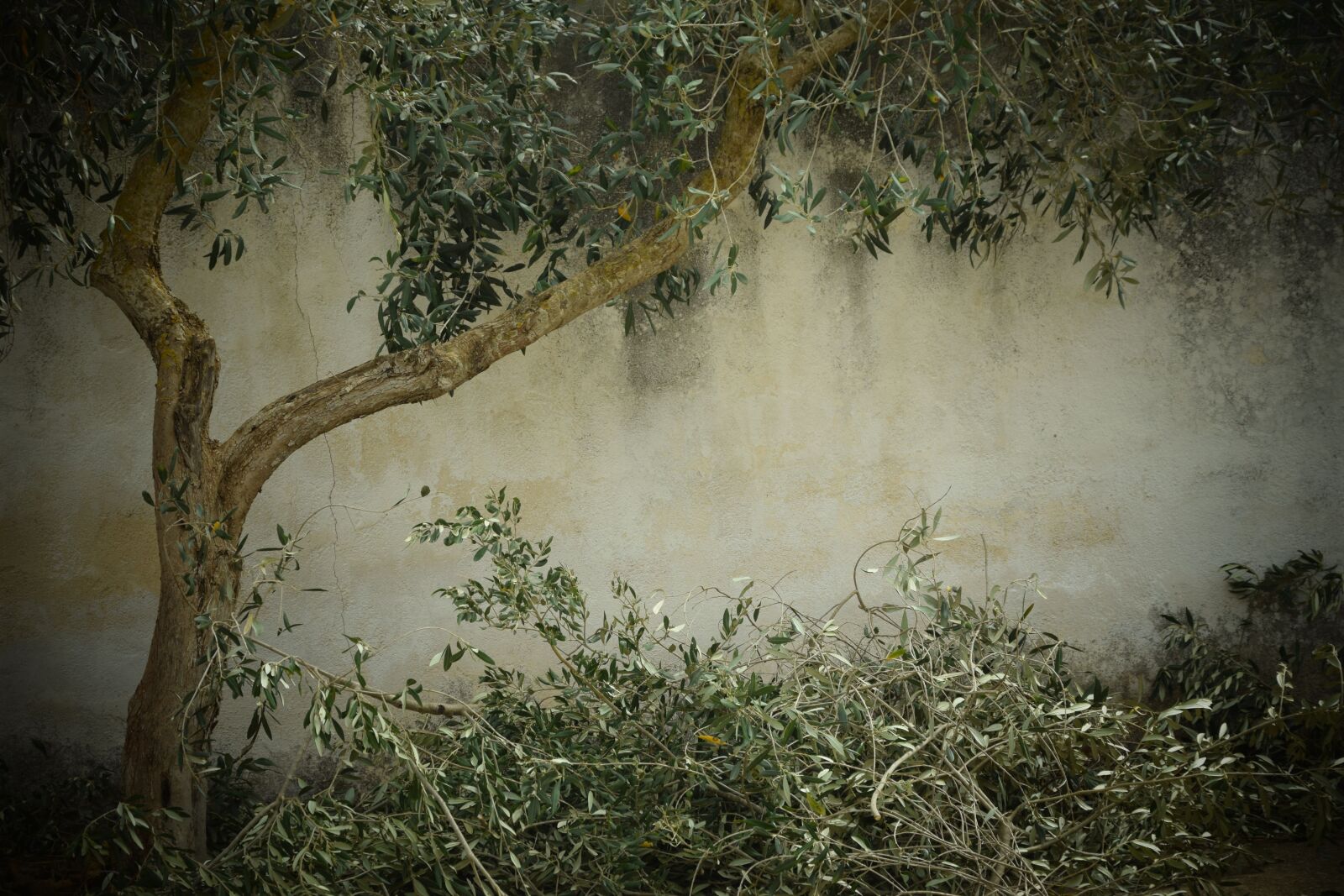 Nikon D3300 sample photo. Olive tree, nostalgia, background photography