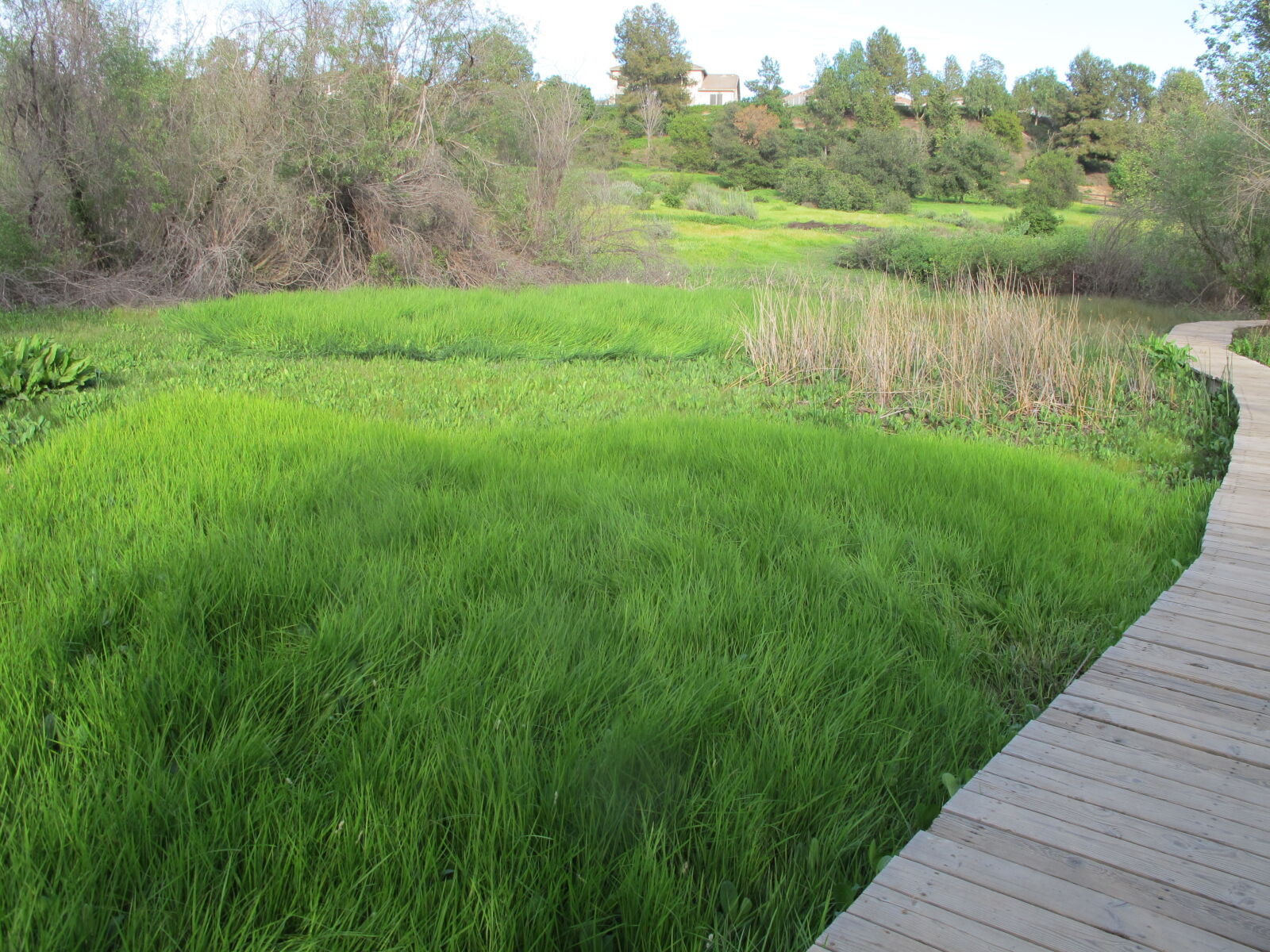 Canon PowerShot G11 sample photo. Afternoon, bridge, marsh, park photography