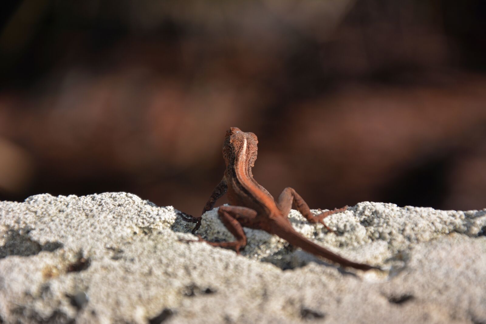 Nikon D7100 sample photo. Lizard, animal, reptile photography