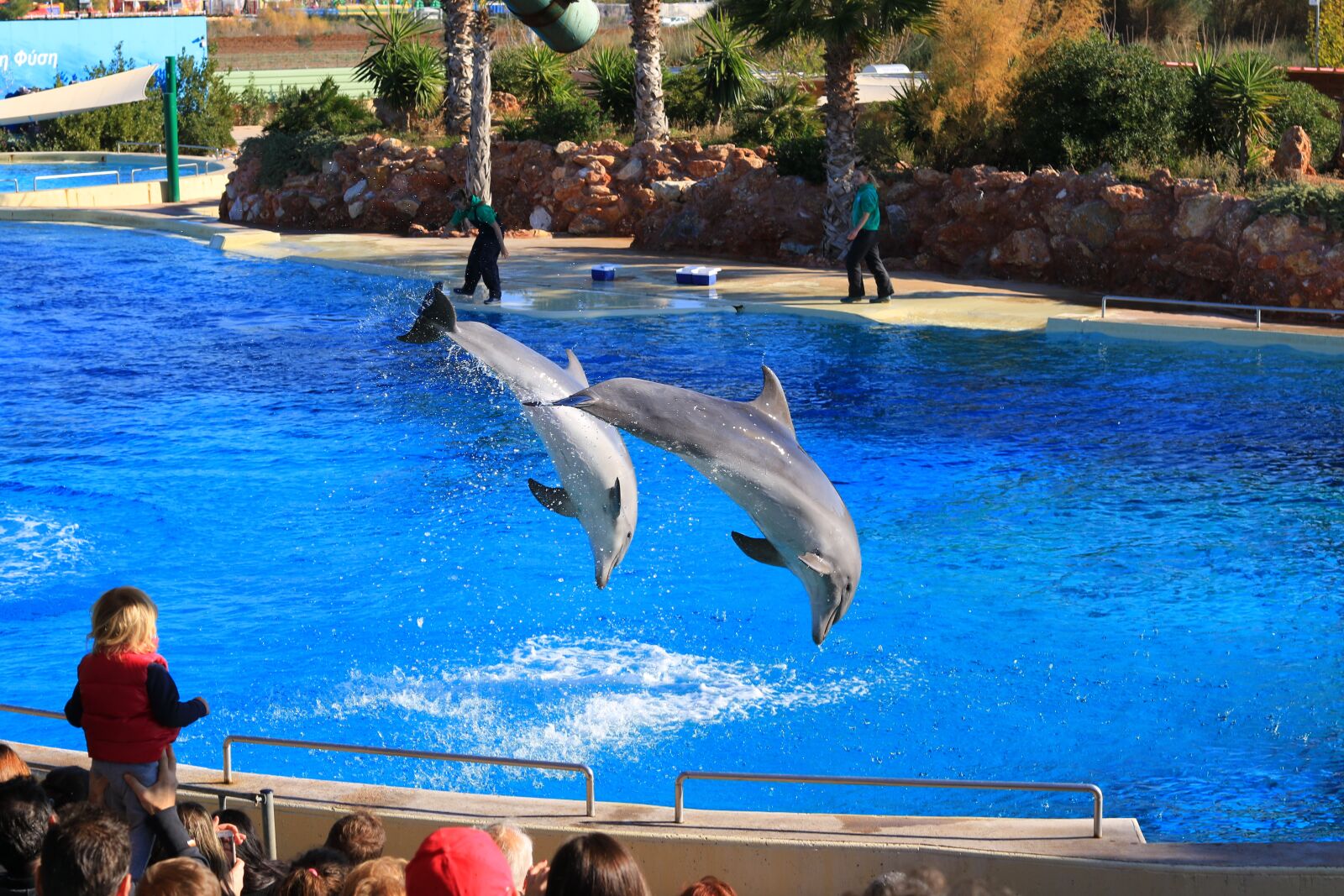 Canon EOS 7D Mark II sample photo. Zoo, animals, dolphins photography
