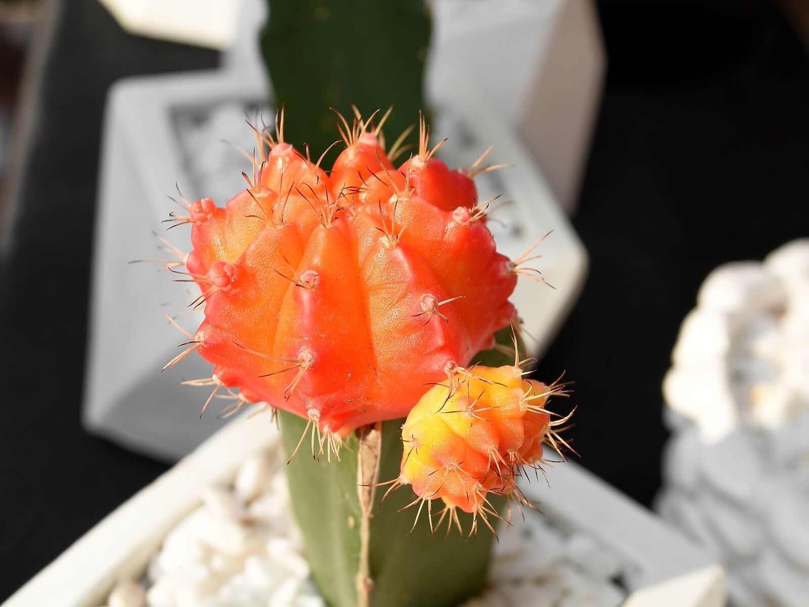 Nikon D5500 sample photo. Cactus, red, arrangement, beautiful photography