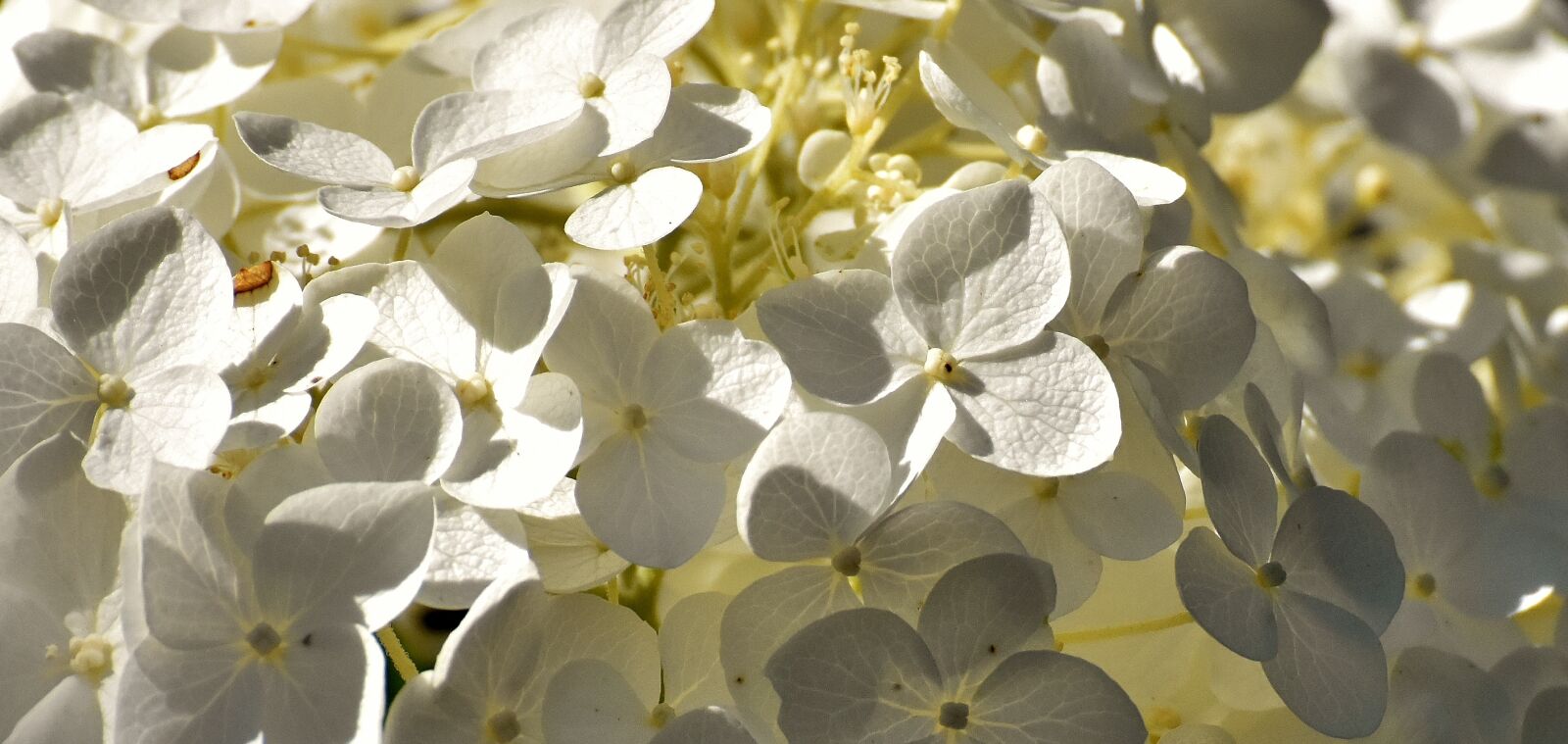 Nikon D7200 sample photo. White flower, flora, plant photography