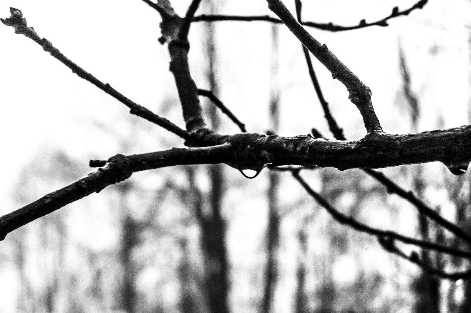 Nikon D40 sample photo. Snow, white, nero photography