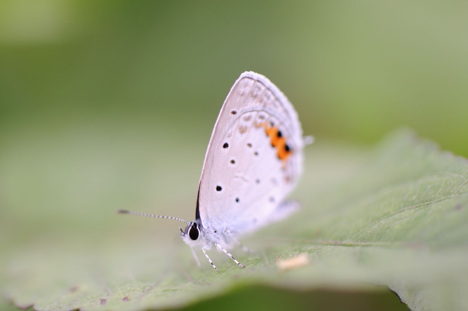 Nikon D700 sample photo. Butterfly, beautiful, macro photography