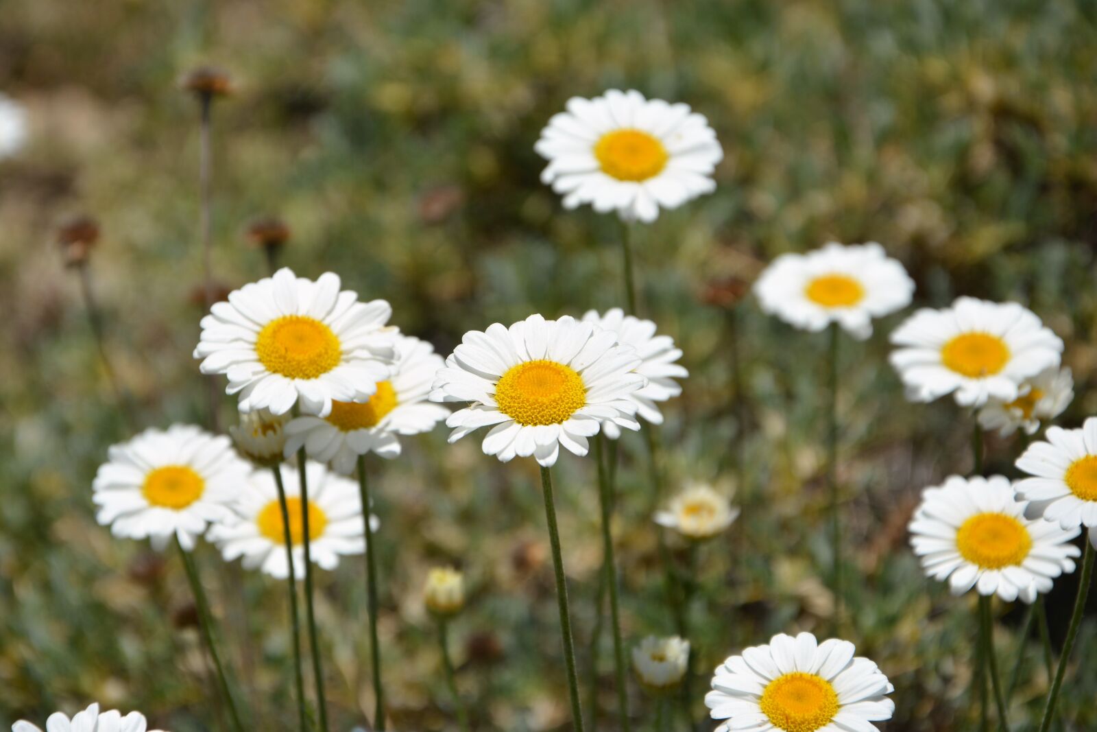 Nikon D7100 sample photo. Flower, nature, summer photography