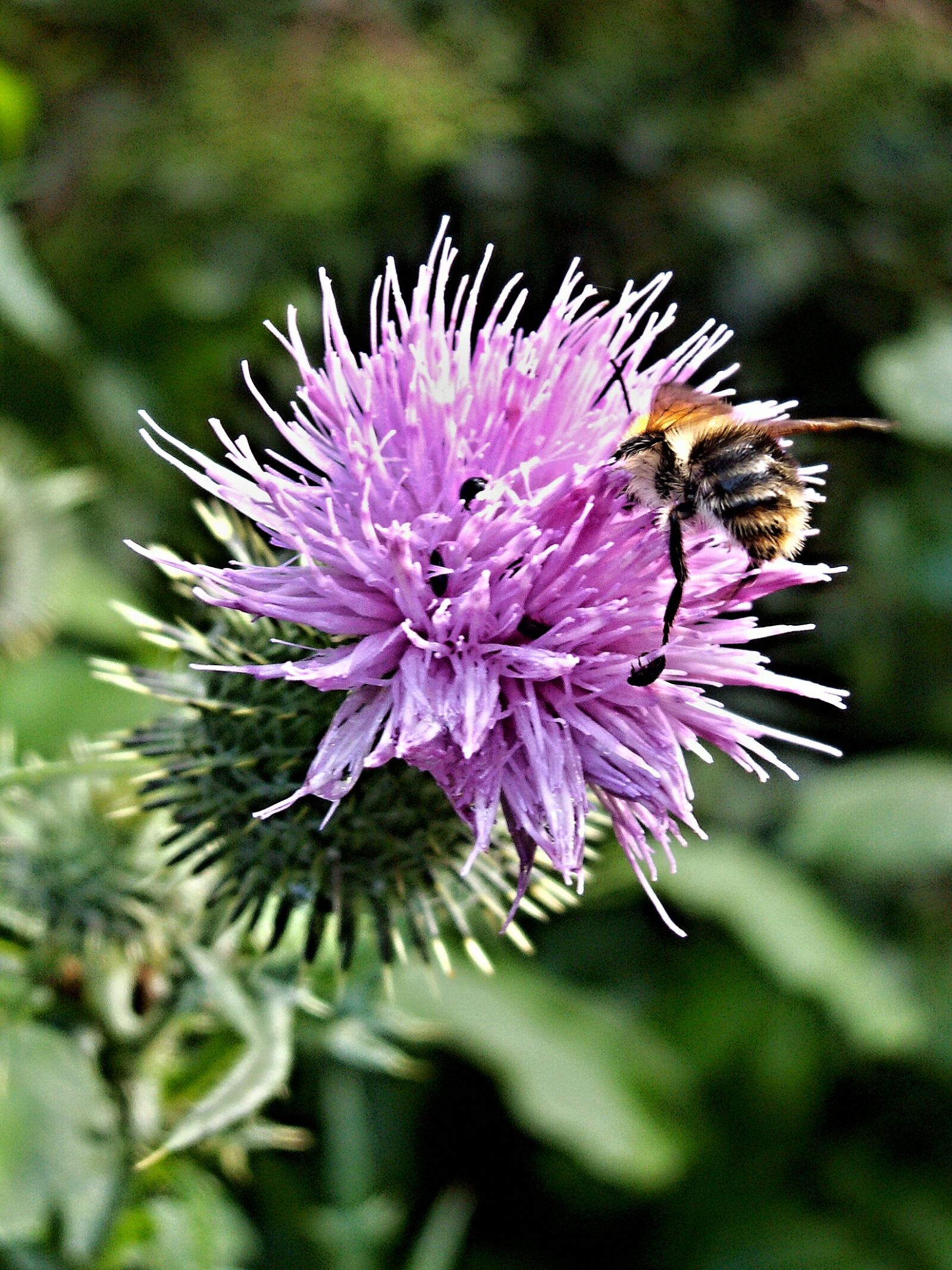 KONICA MINOLTA DiMAGE Z3 sample photo. Thistle bumblebee, flower, macro photography
