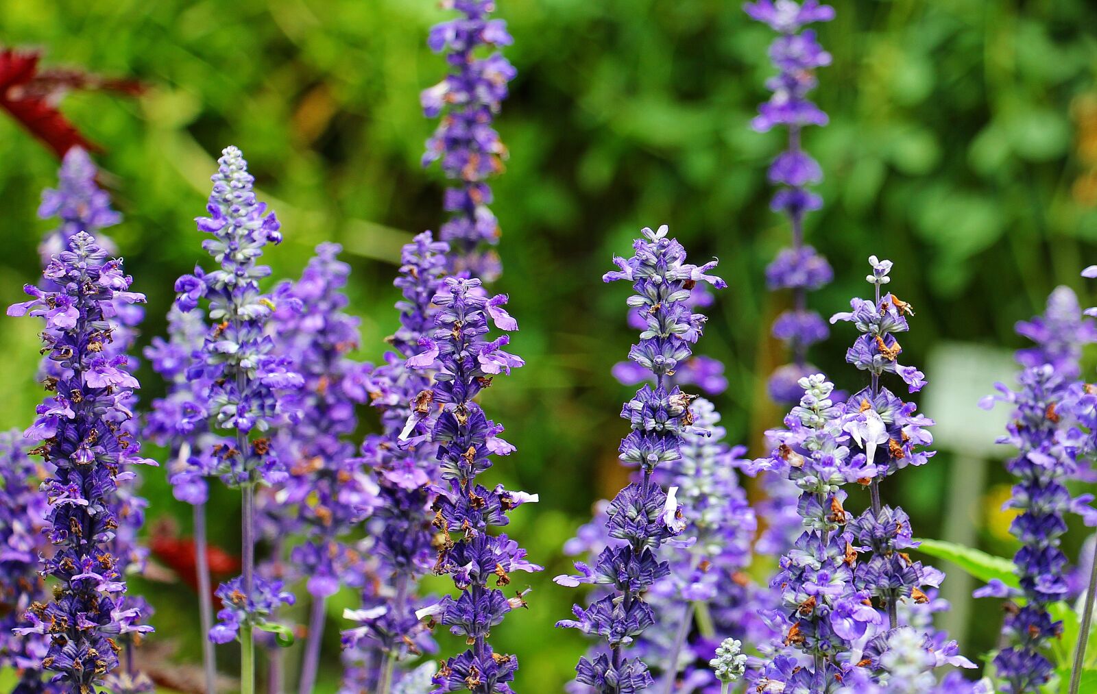 Canon EOS 550D (EOS Rebel T2i / EOS Kiss X4) sample photo. Sage, plant, purple photography