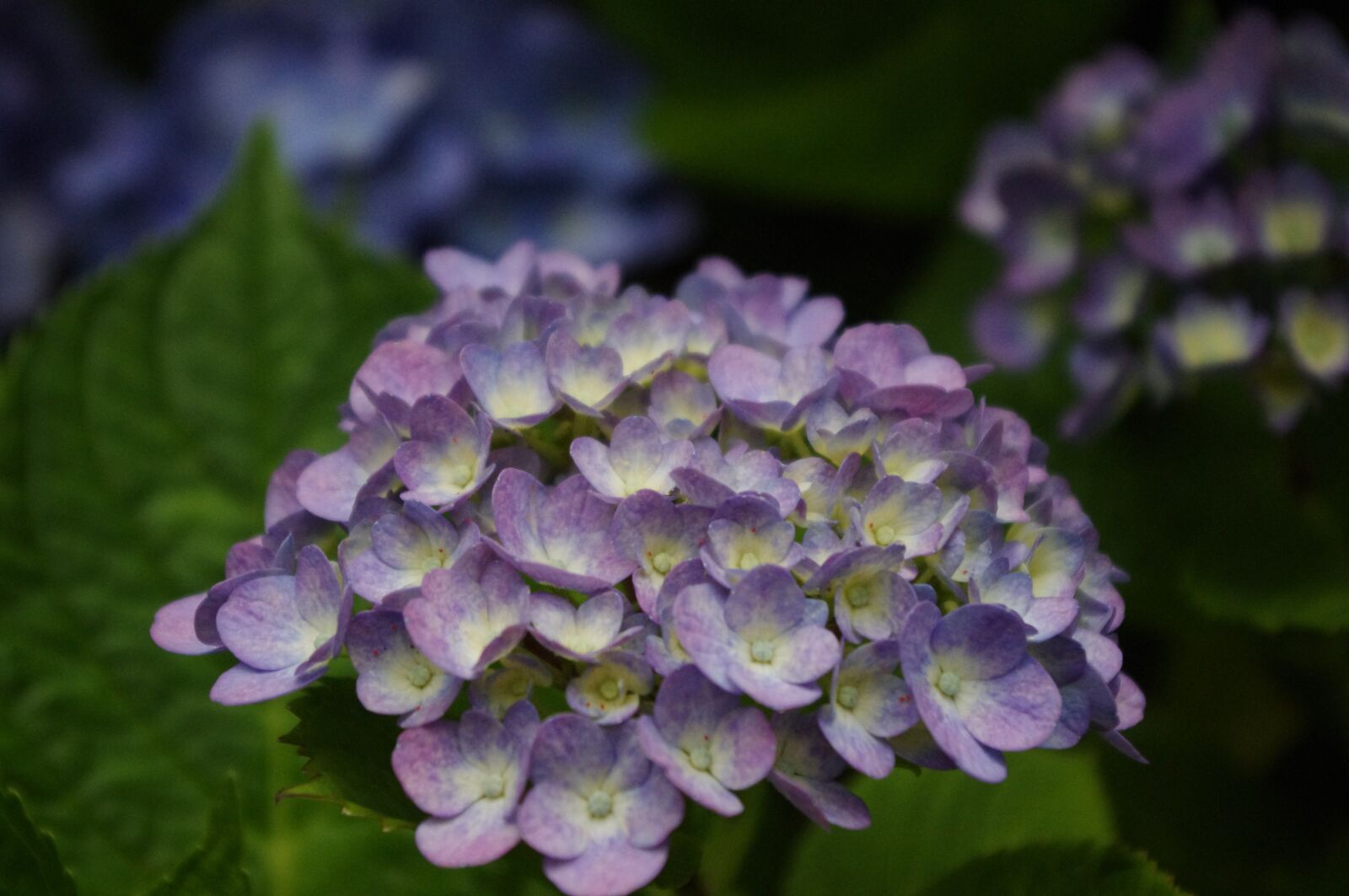 Pentax K-r sample photo. Hydrangea, flower, bloom photography