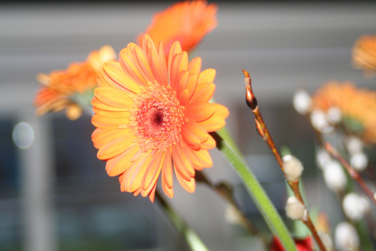 Canon EOS 350D (EOS Digital Rebel XT / EOS Kiss Digital N) sample photo. Orange, daisy, flower photography
