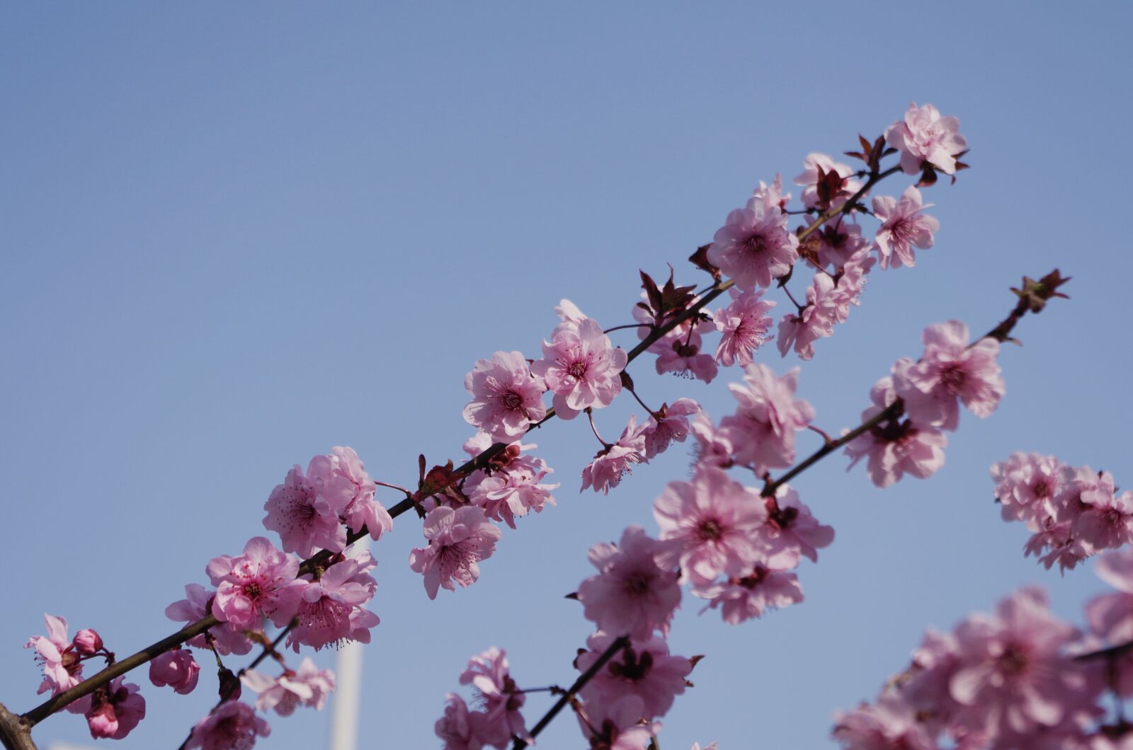Pentax K-50 sample photo. Flower, branch, cherry wood photography