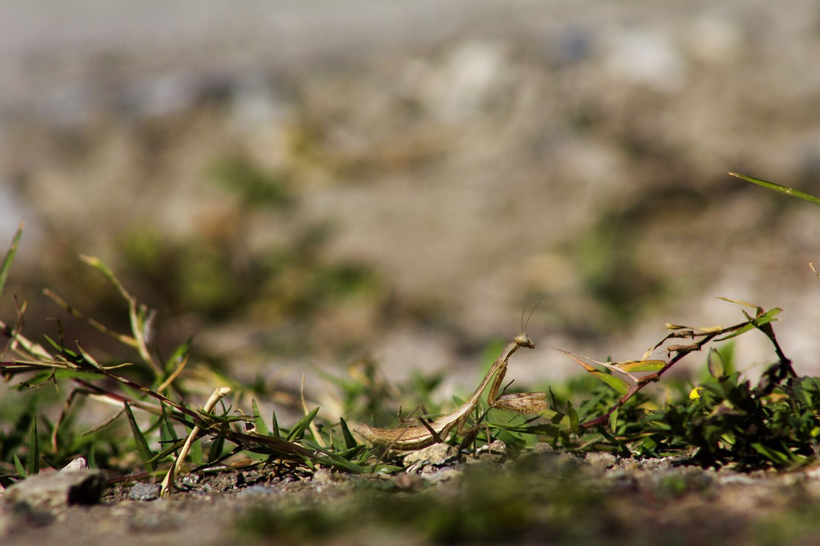 Canon EF75-300mm f/4-5.6 sample photo. Insect, mantis, nature photography