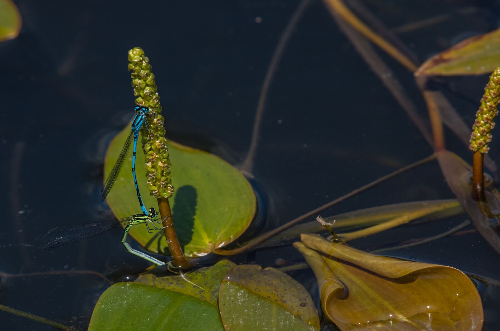 Nikon D7200 sample photo. Damselfly, common blue, insect photography