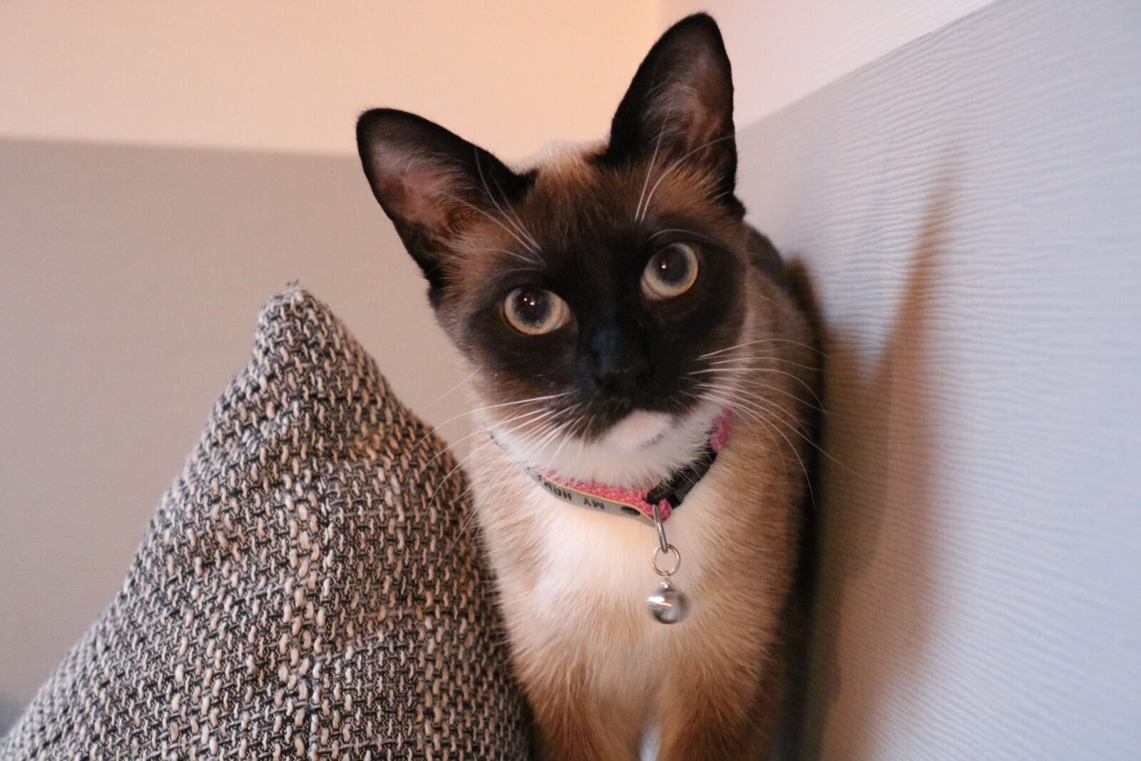 Canon EOS 750D (EOS Rebel T6i / EOS Kiss X8i) sample photo. European shorthair, siam, cat photography