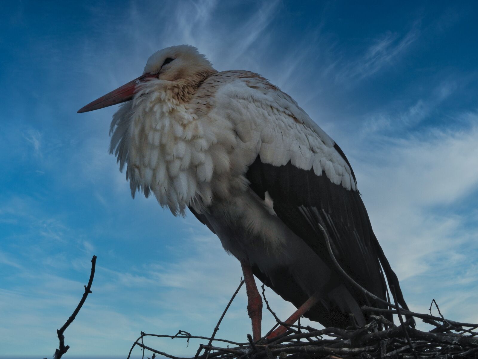 Nikon Coolpix P900 sample photo. Stork, nest, plumage photography