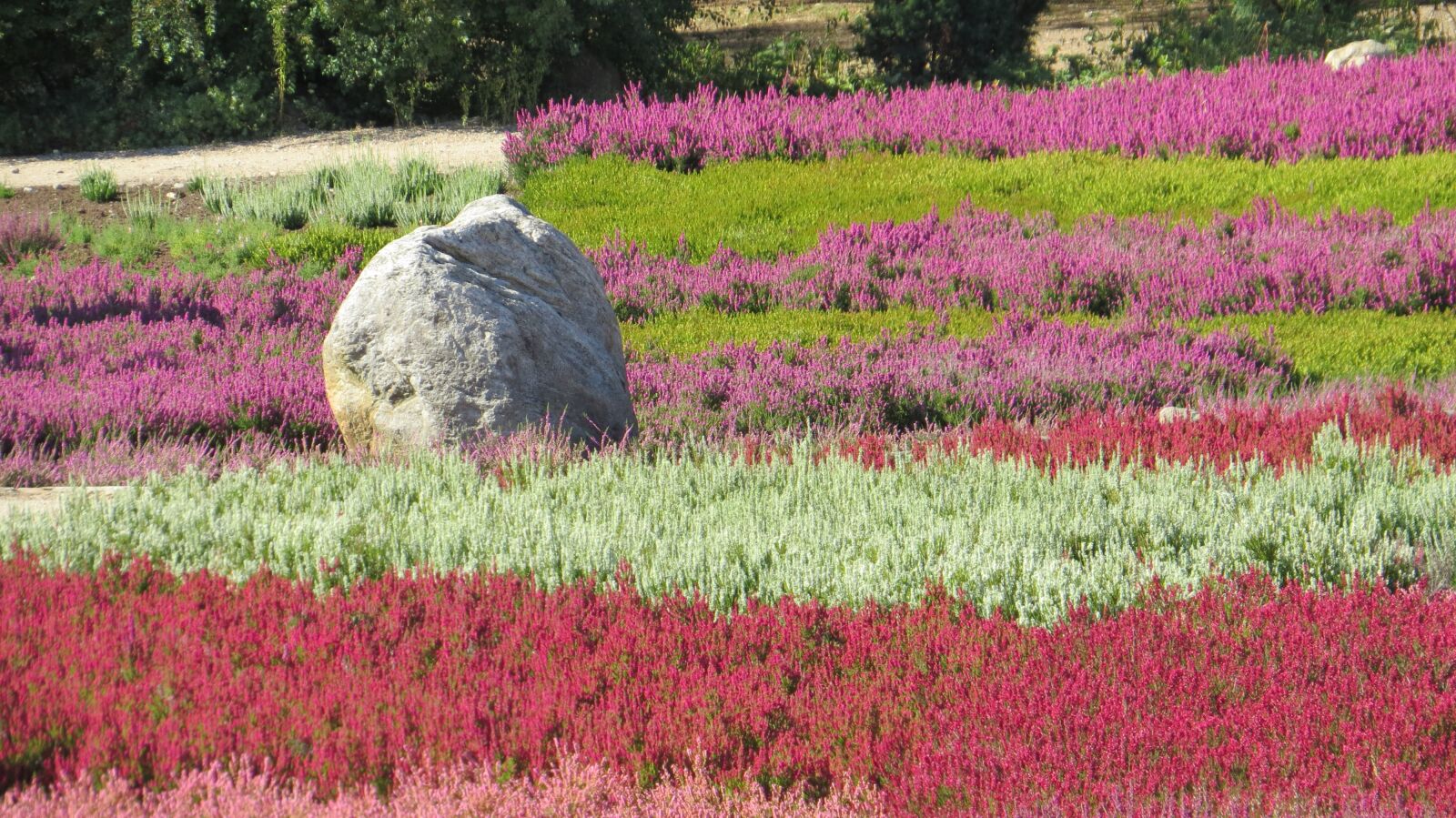 Canon PowerShot SX50 HS sample photo. Nature, flower, field photography