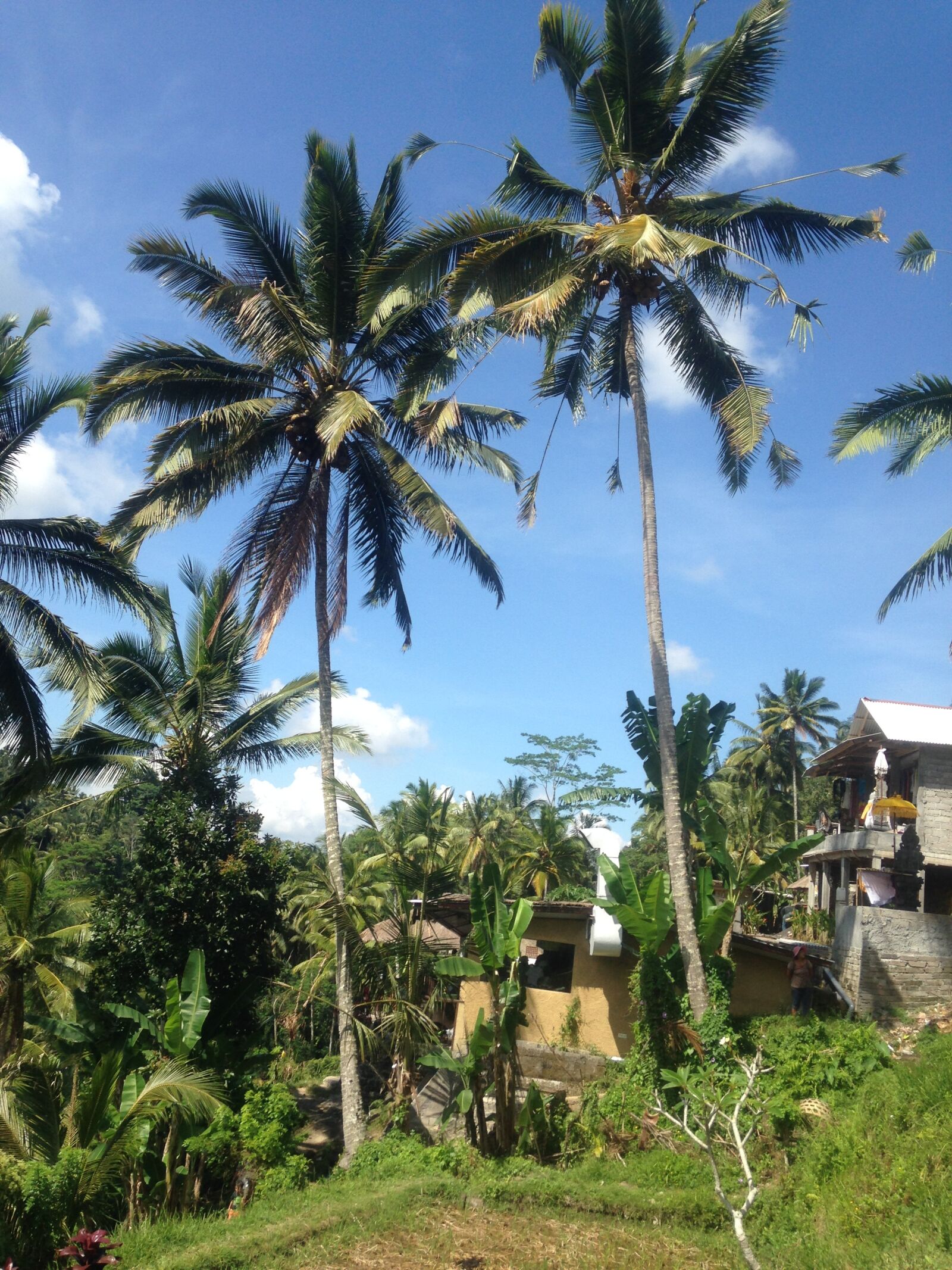 Apple iPhone 5 sample photo. Bali, tree, indonesia photography