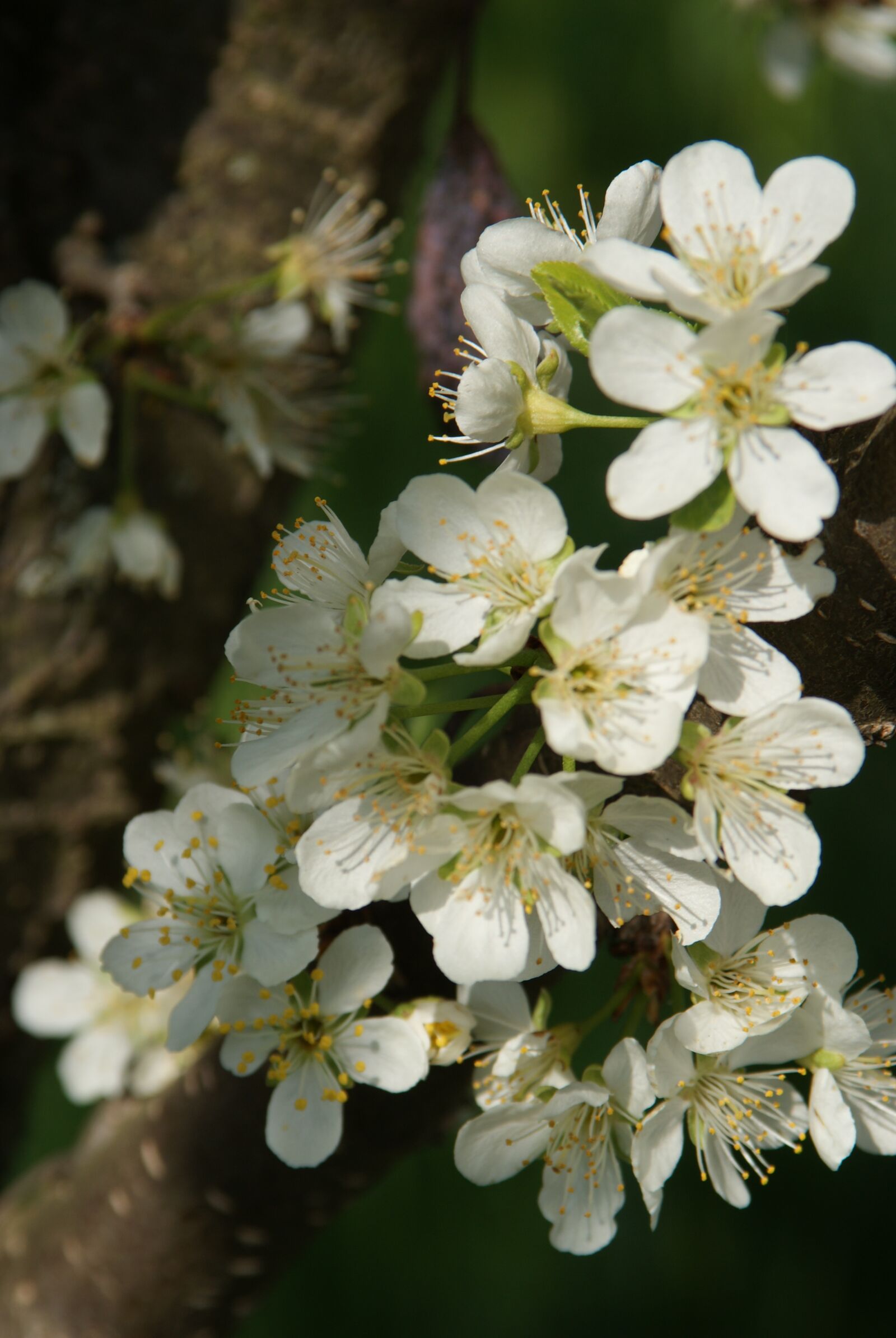 Sony Alpha DSLR-A200 sample photo. Cherry, flowers, morning photography