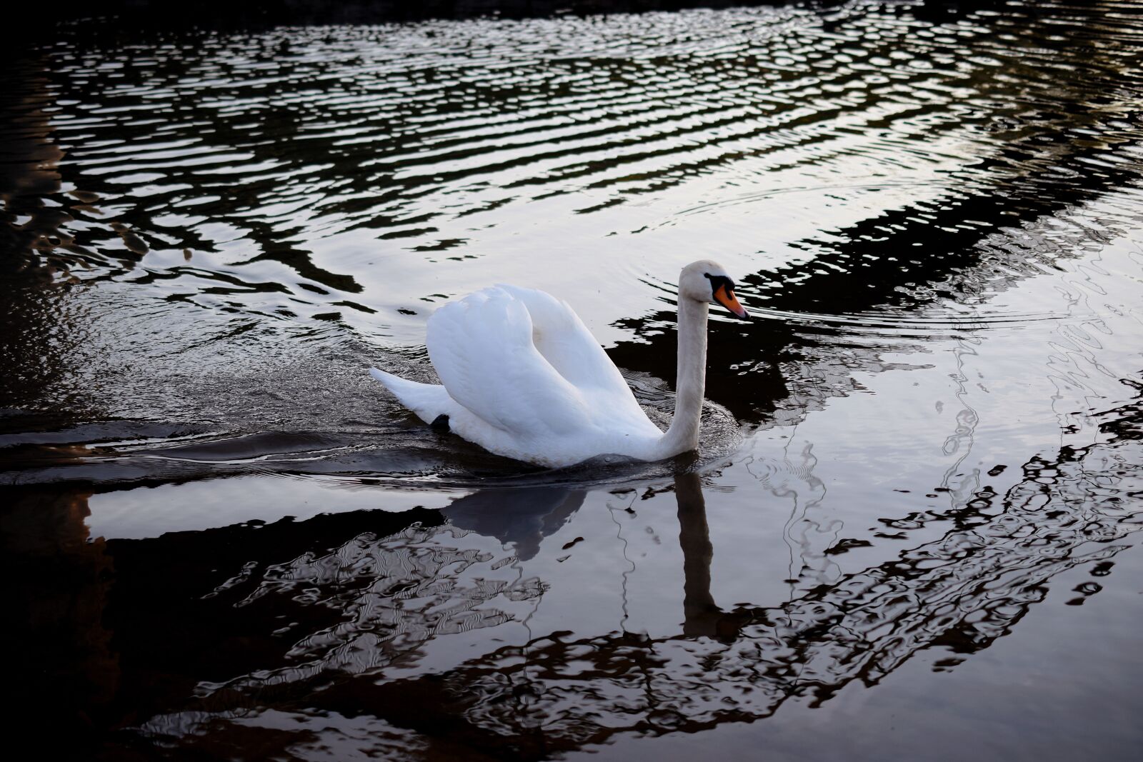 Nikon D5300 sample photo. Swan, ducks, duck bird photography