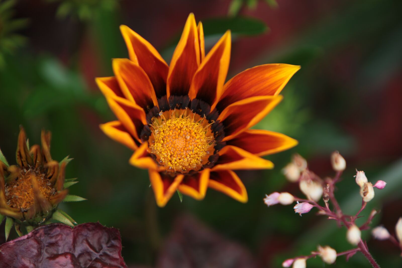 Canon EOS 5D Mark II sample photo. Nature, flower, plant photography