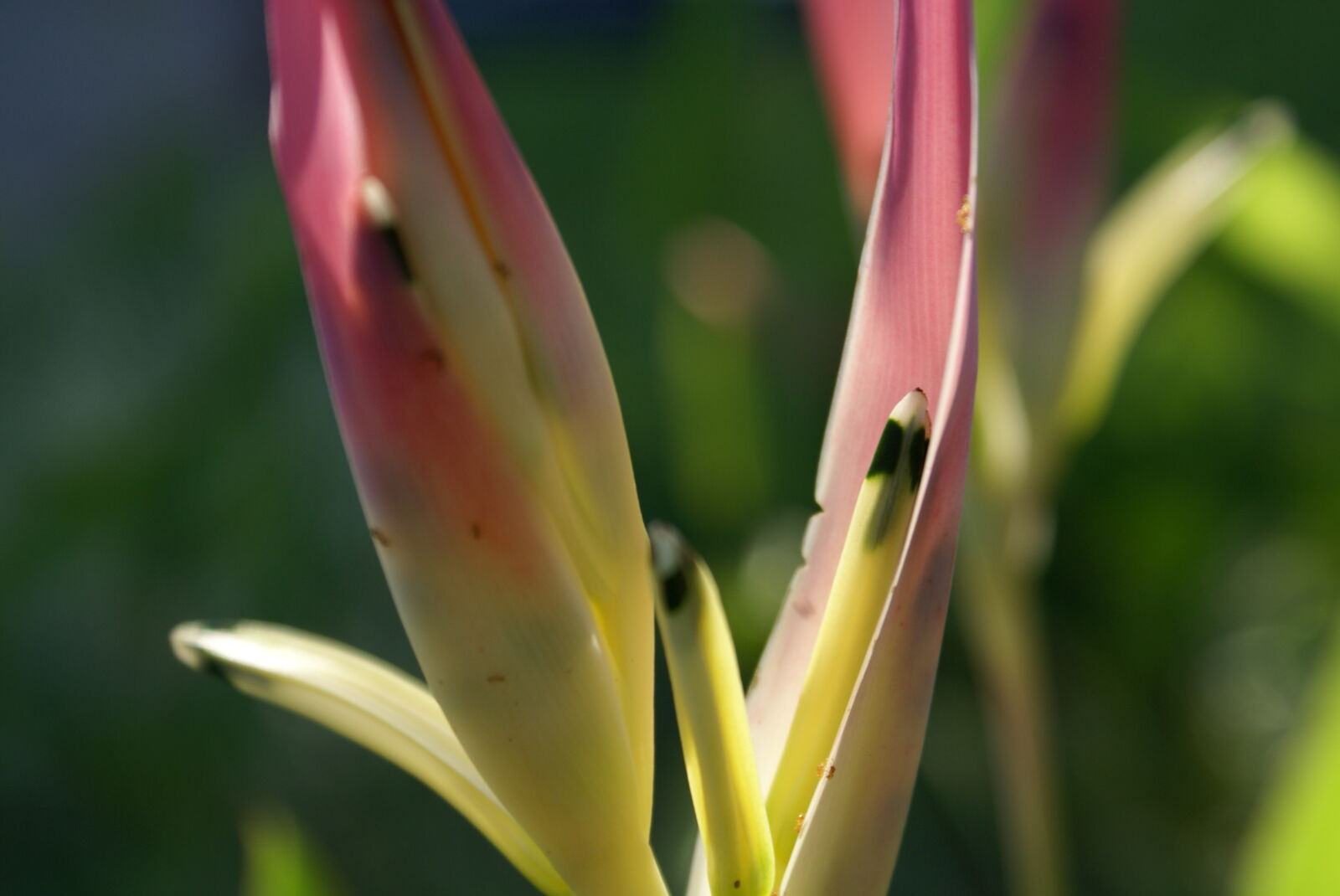 Sony Alpha DSLR-A100 sample photo. Beautiful, flowers photography