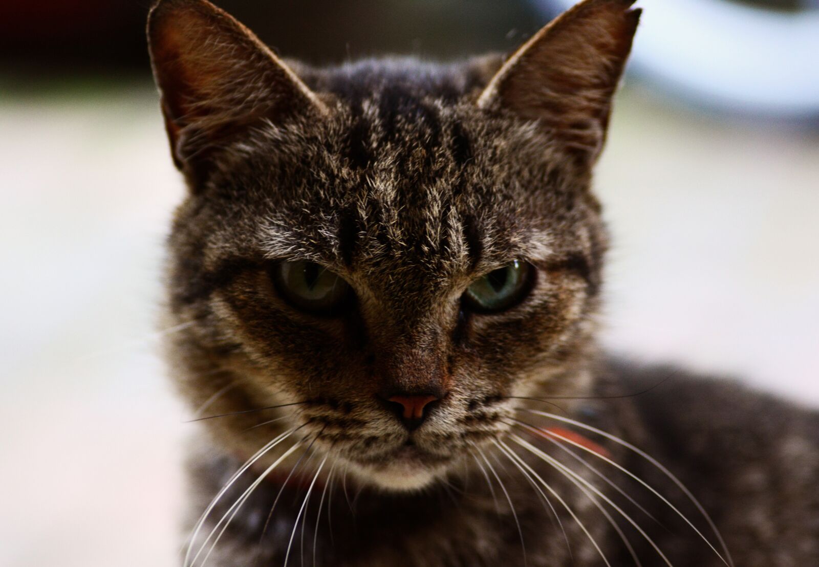 Nikon D5200 sample photo. Cat, stray, pet photography