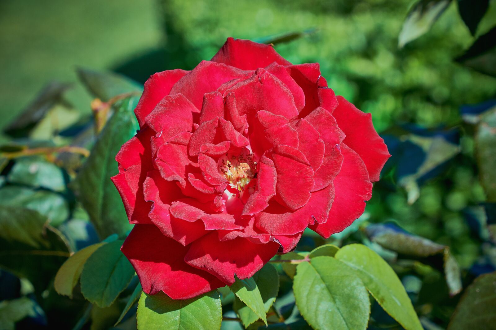 Nikon D7200 sample photo. Rosa, red, leaves photography
