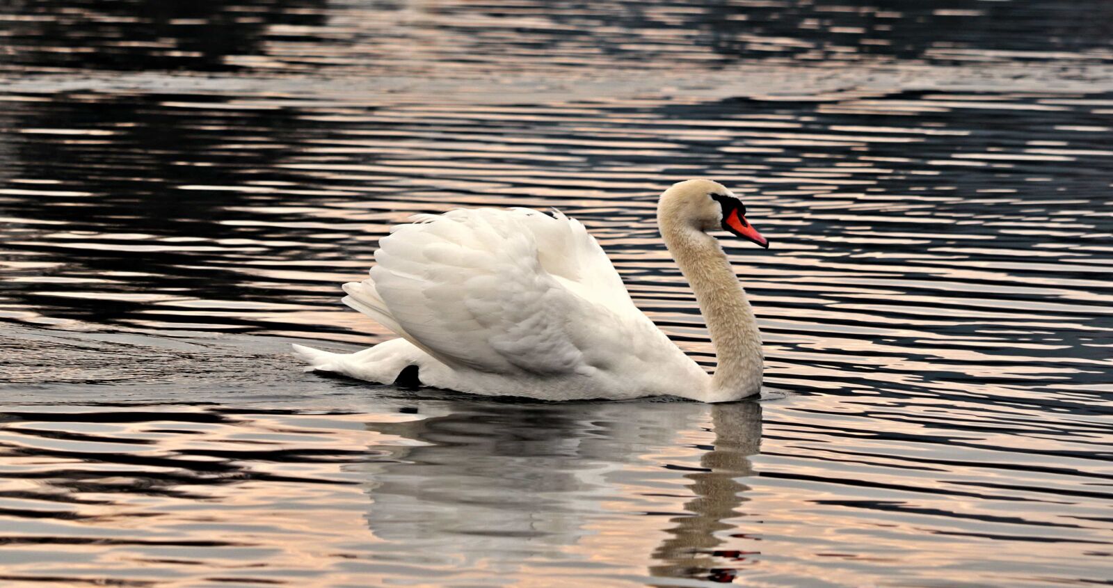 Canon EOS 80D sample photo. Wildlife, waterfowl, water, swan photography