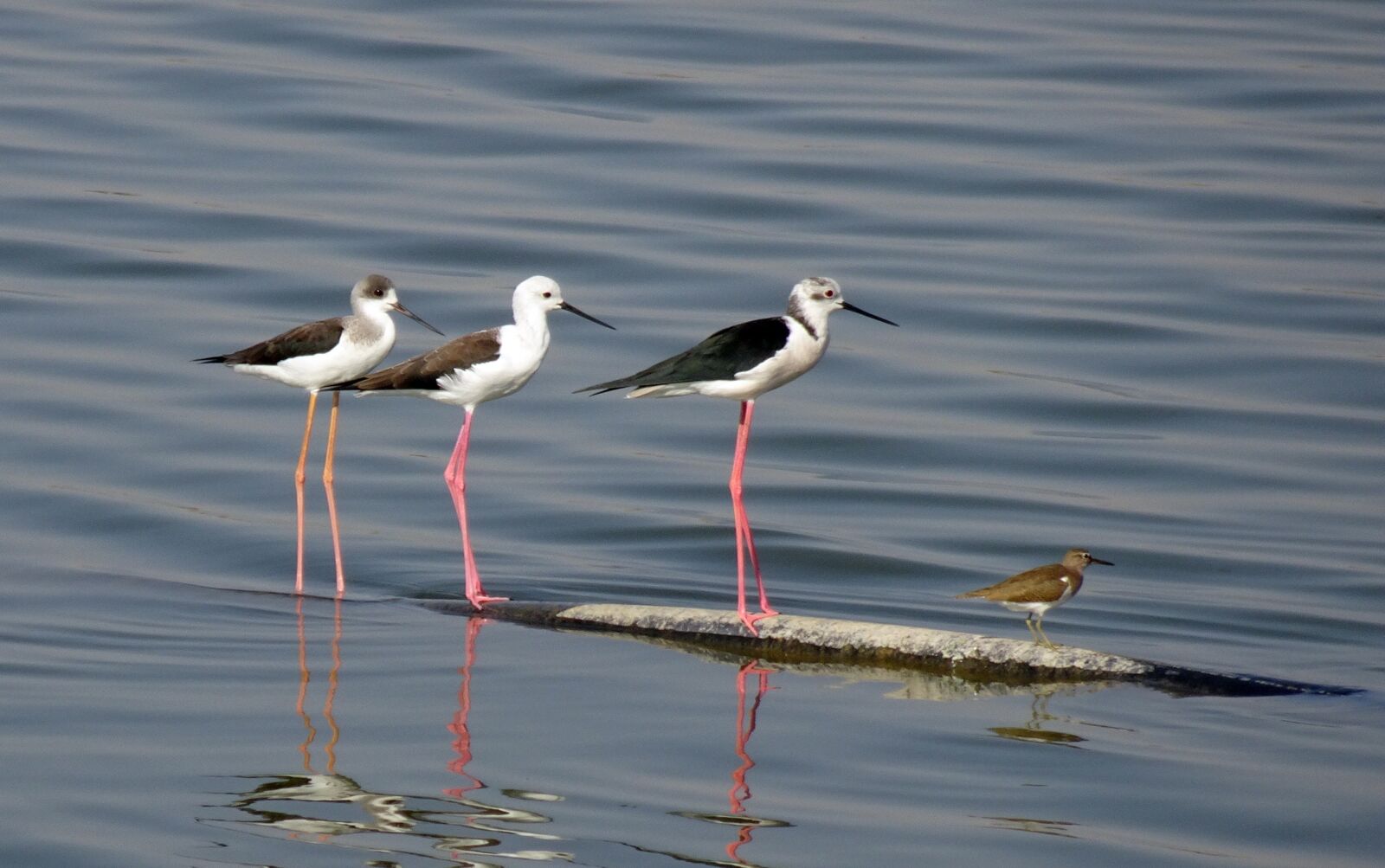 Sony Cyber-shot DSC-HX90V sample photo. Bird, black-winged stilt, common photography