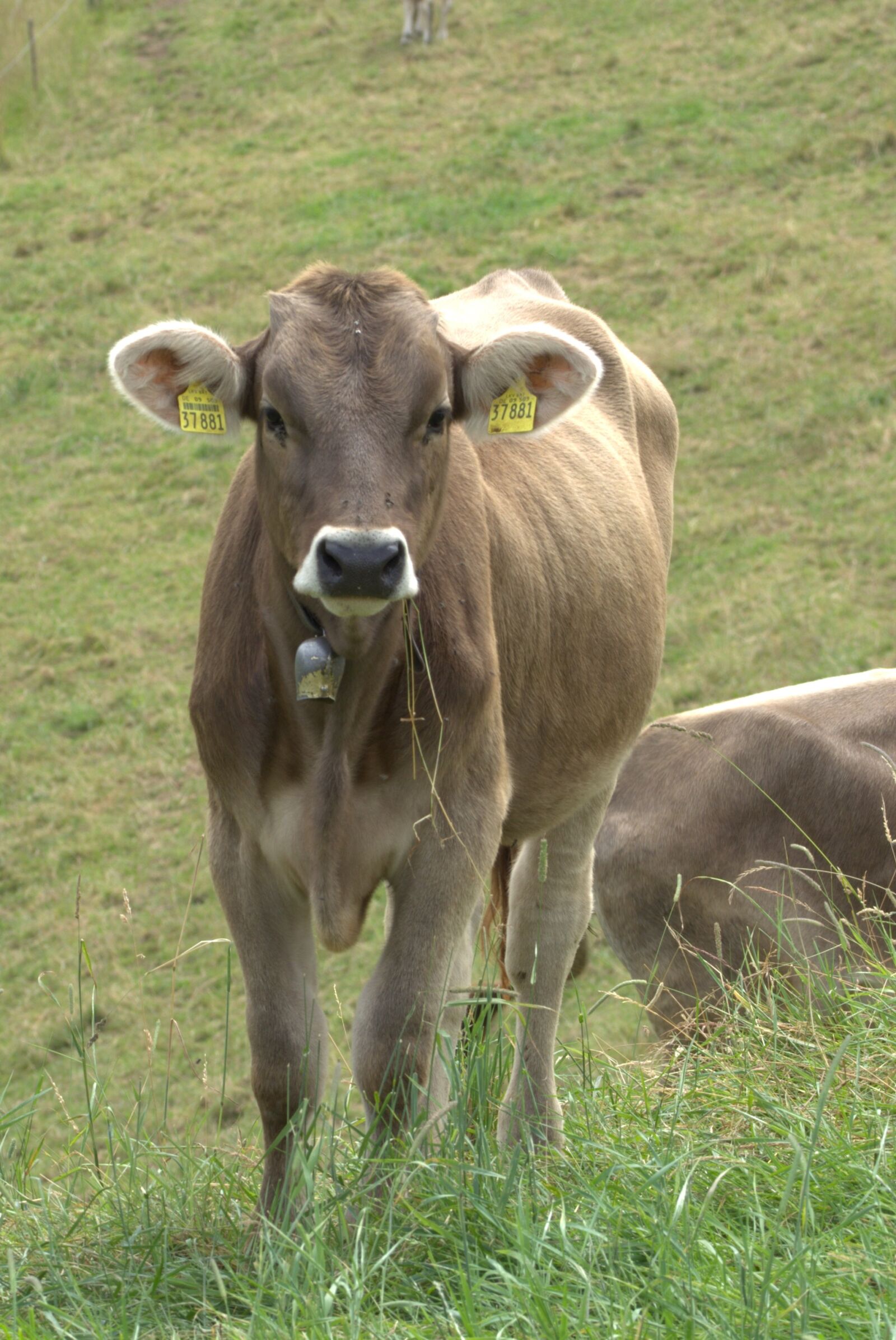 Nikon D5200 sample photo. Alps rind, cow, beef photography