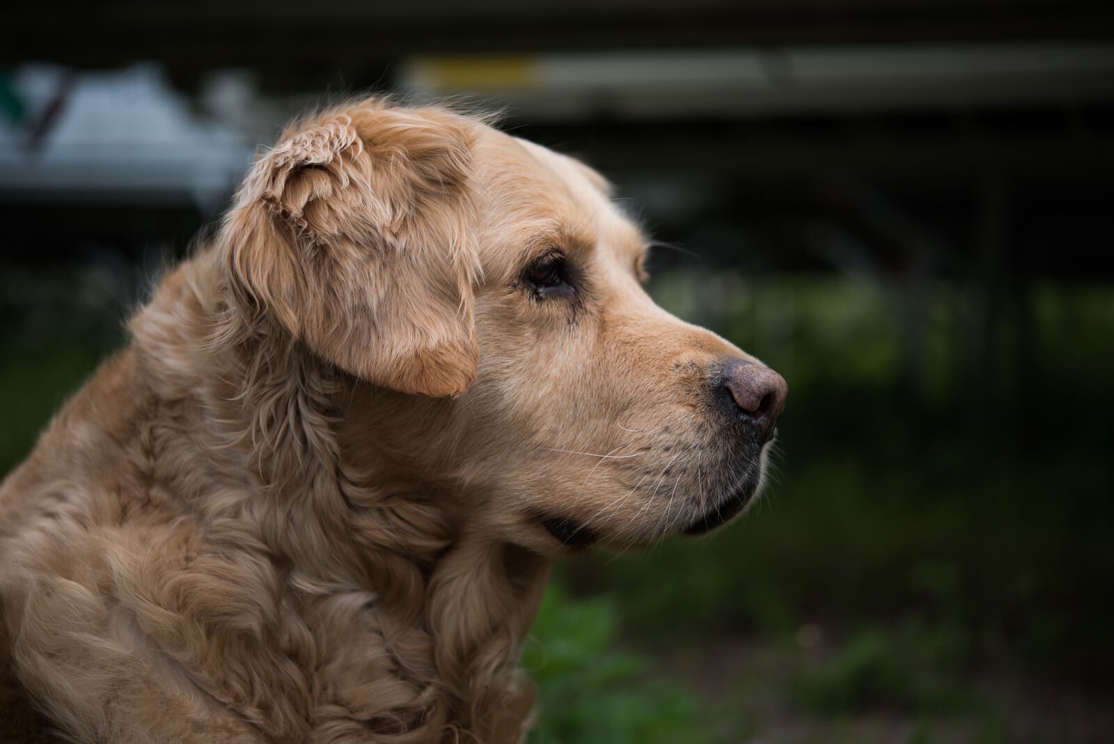 Nikon D810 sample photo. Dog, golden retriever, pet photography