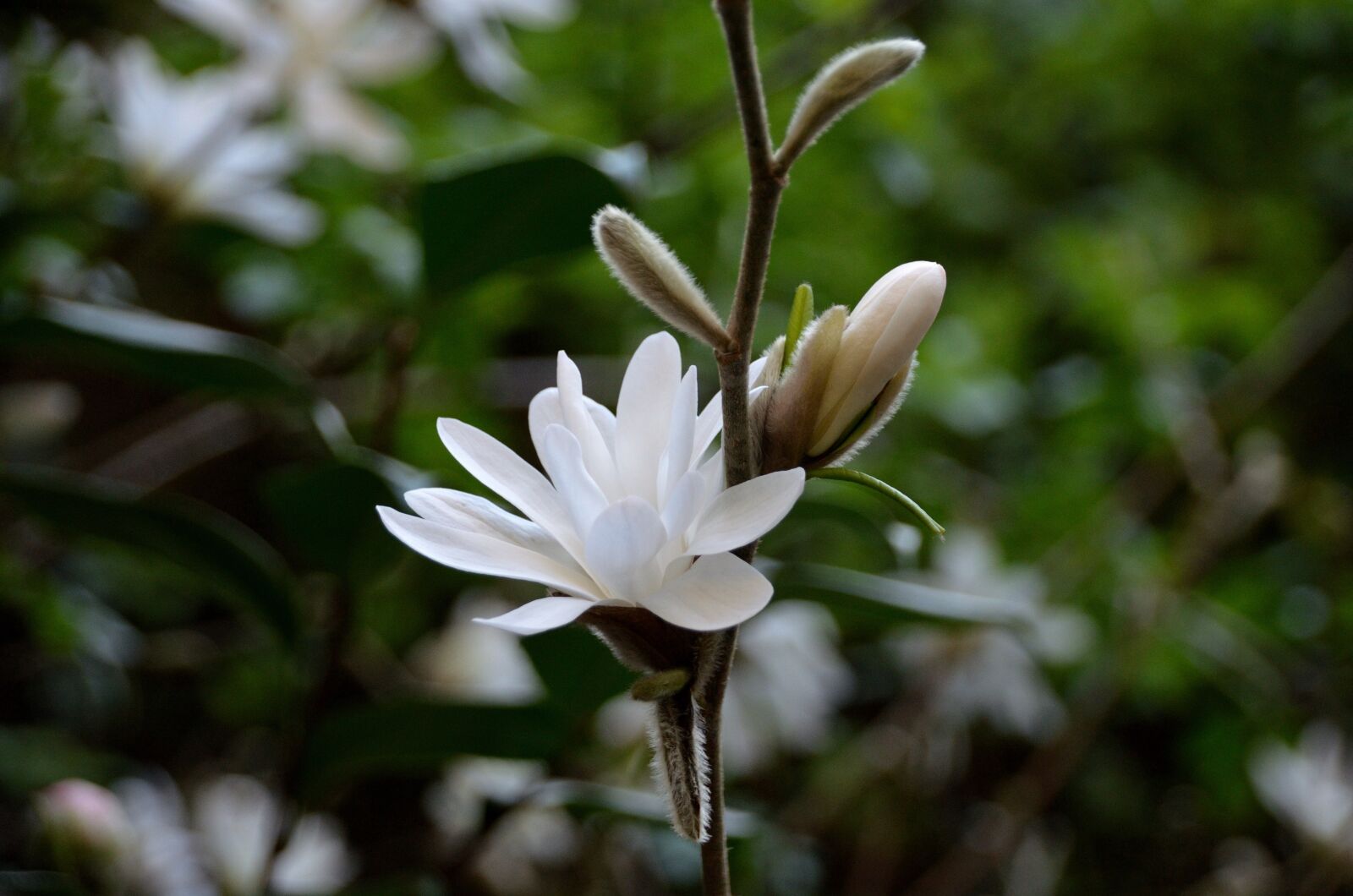 Nikon D5100 sample photo. Magnolias, flowers, white flowers photography
