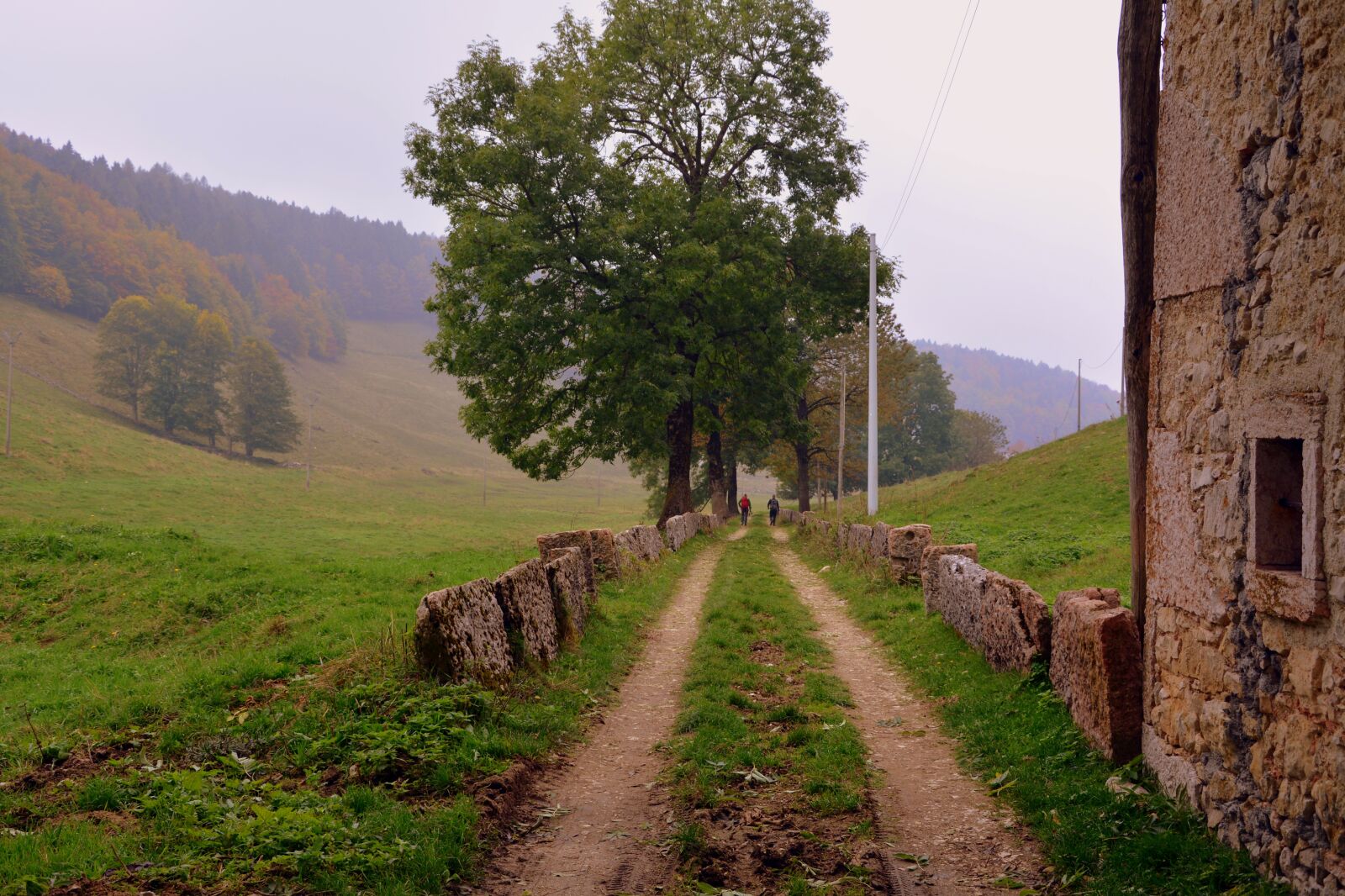 Nikon D7100 sample photo. Trail, via, trees photography