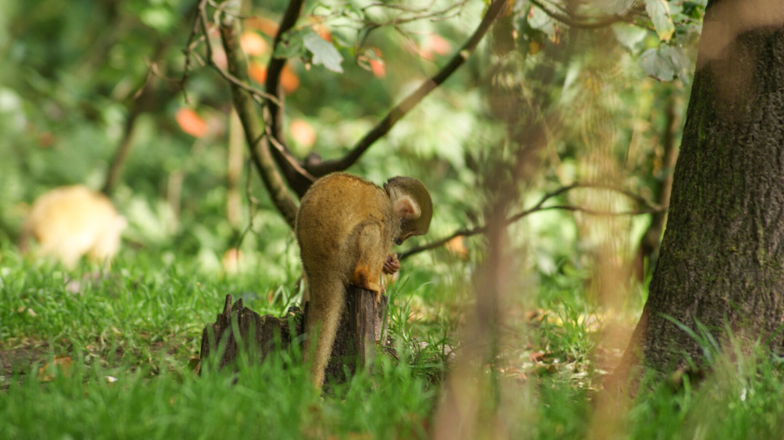 Sony Alpha DSLR-A230 sample photo. Animal, capuchin, capuchin, monkeys photography