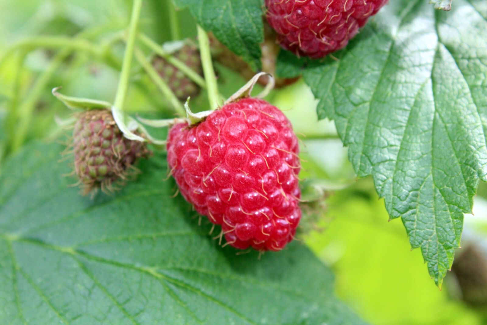 Canon EOS 1200D (EOS Rebel T5 / EOS Kiss X70 / EOS Hi) sample photo. Raspberries, fruit, ripe raspberries photography