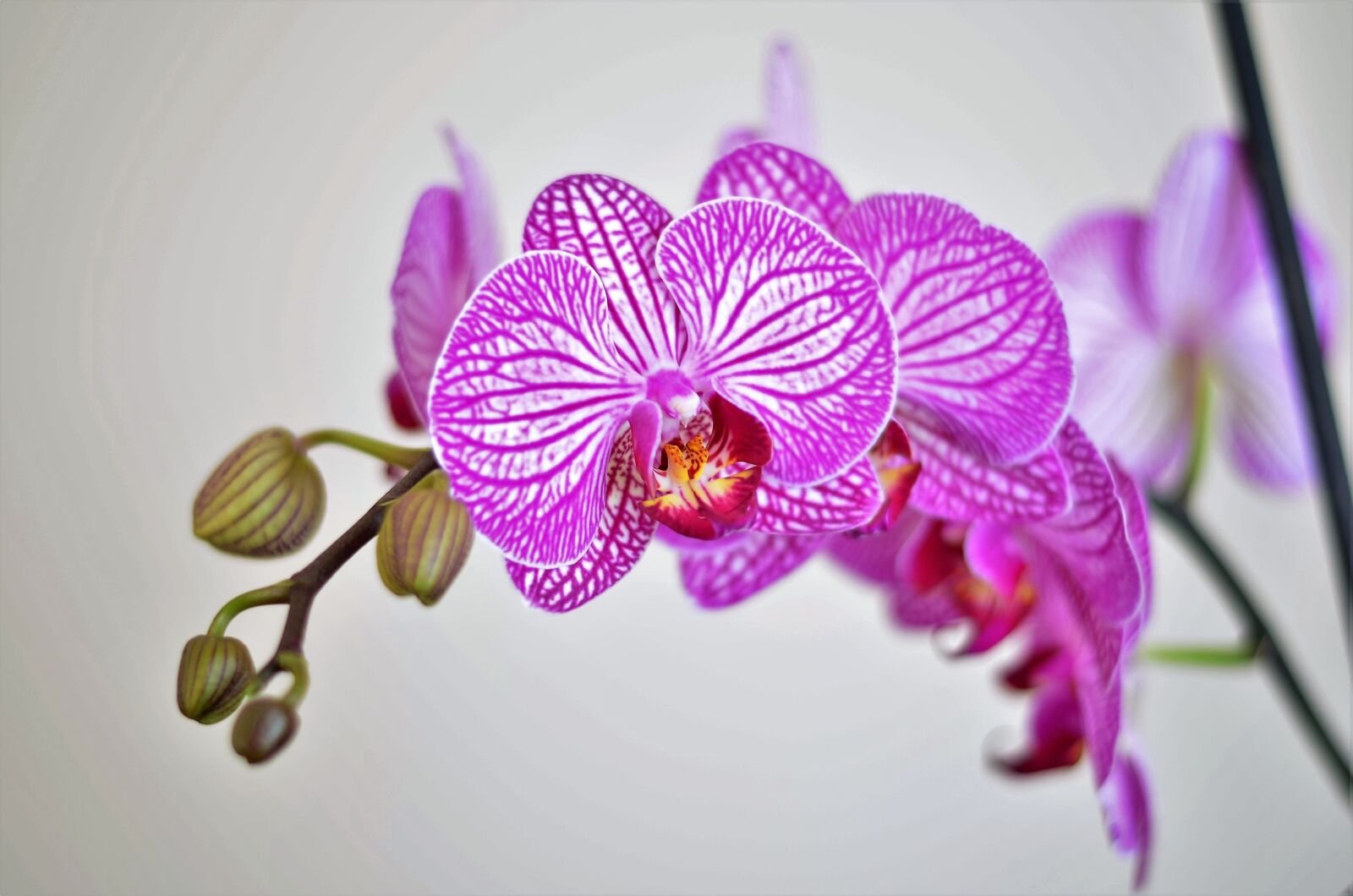 Nikon D5100 sample photo. Orchid, lila, flower photography