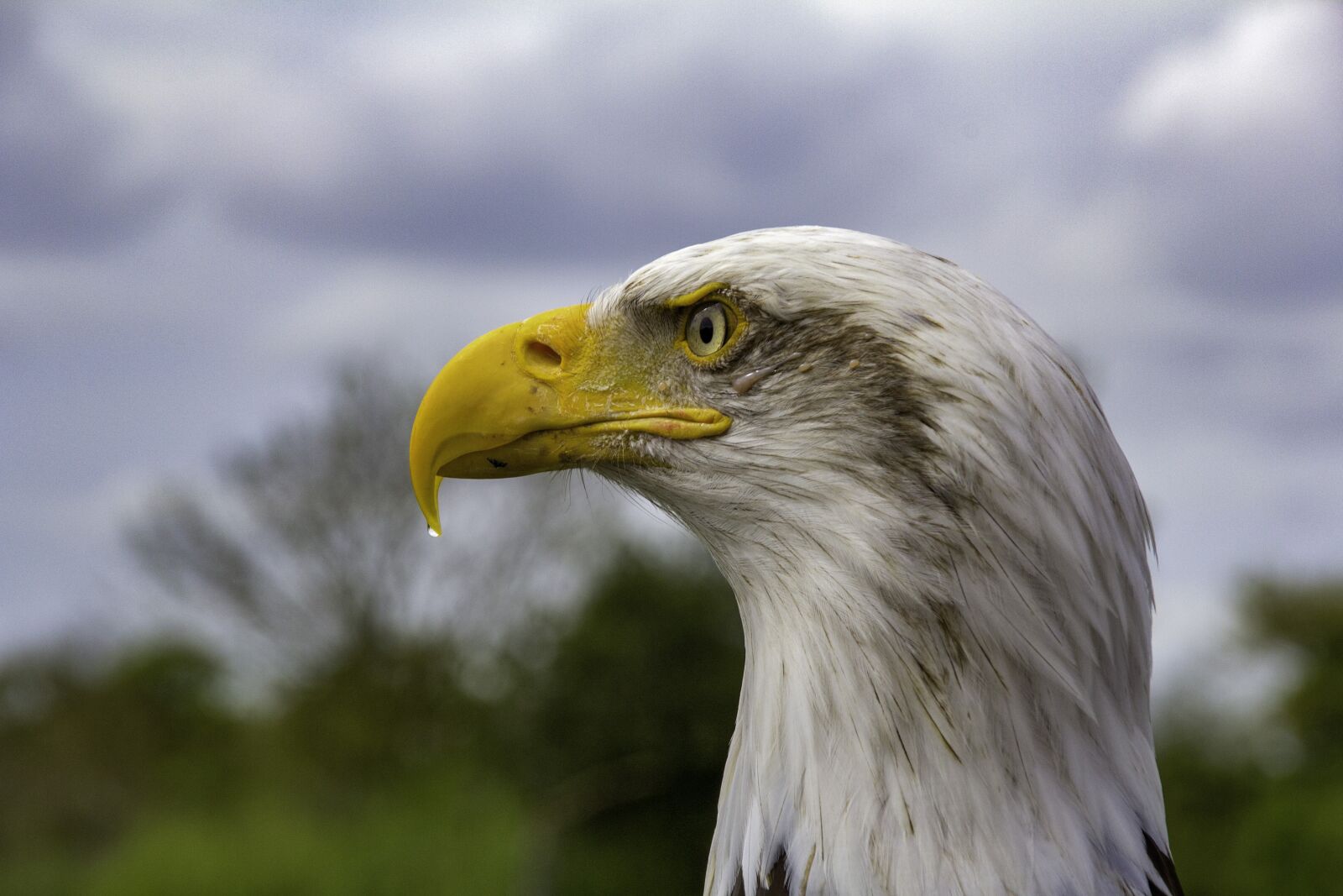 Canon EOS 60D sample photo. Bird, feather, beak photography