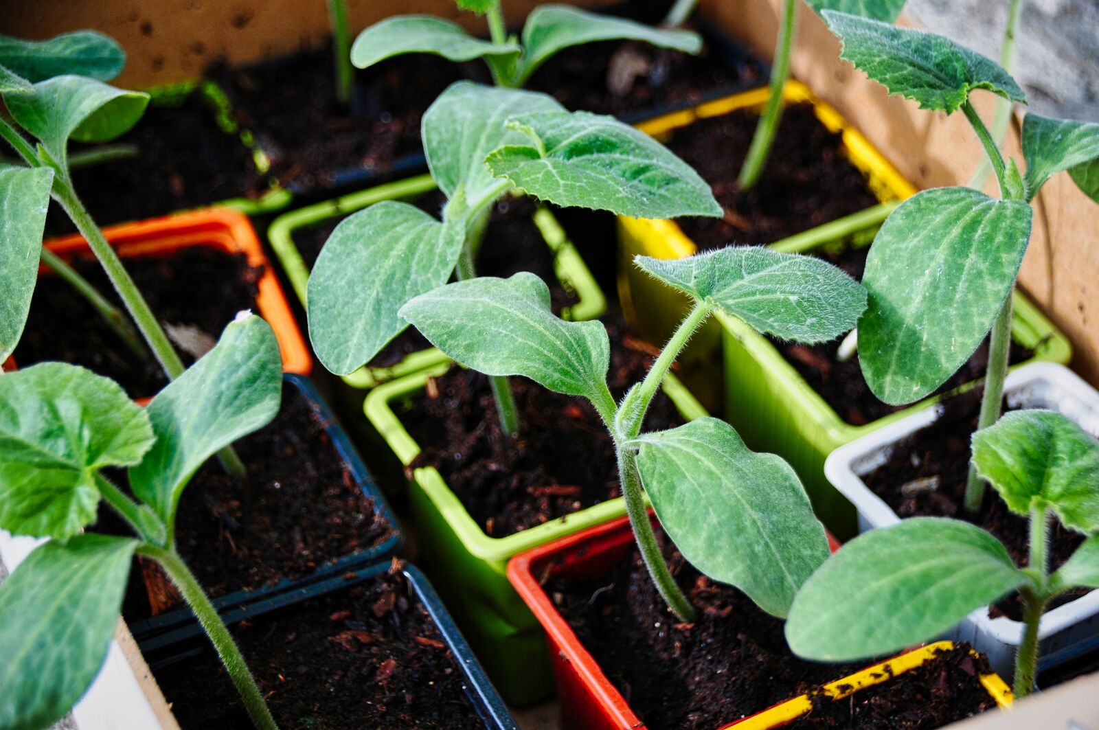 Nikon D300S sample photo. Vegetable garden, zucchini, garden photography