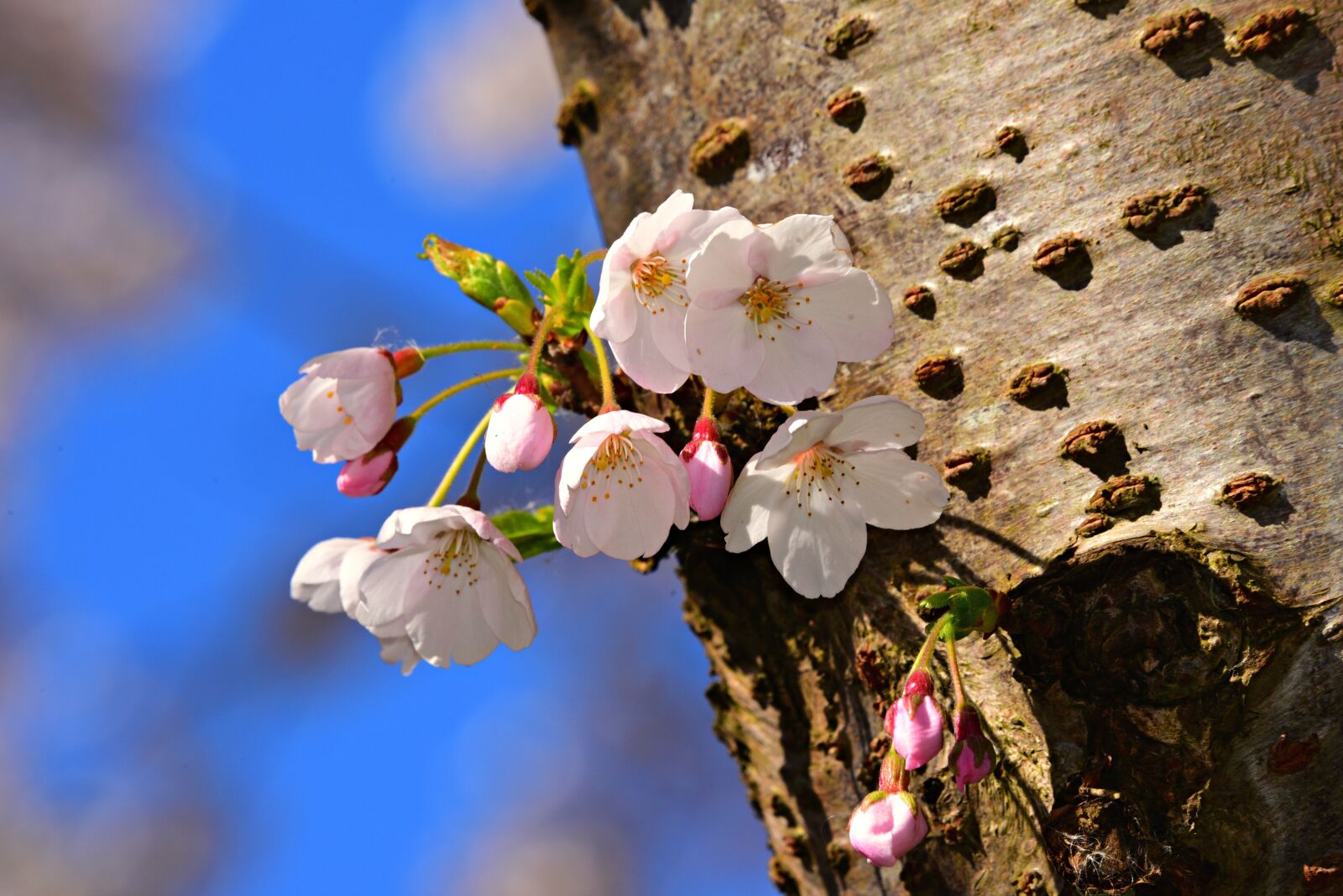 Nikon D750 sample photo. Apple blossom, flower, tree photography