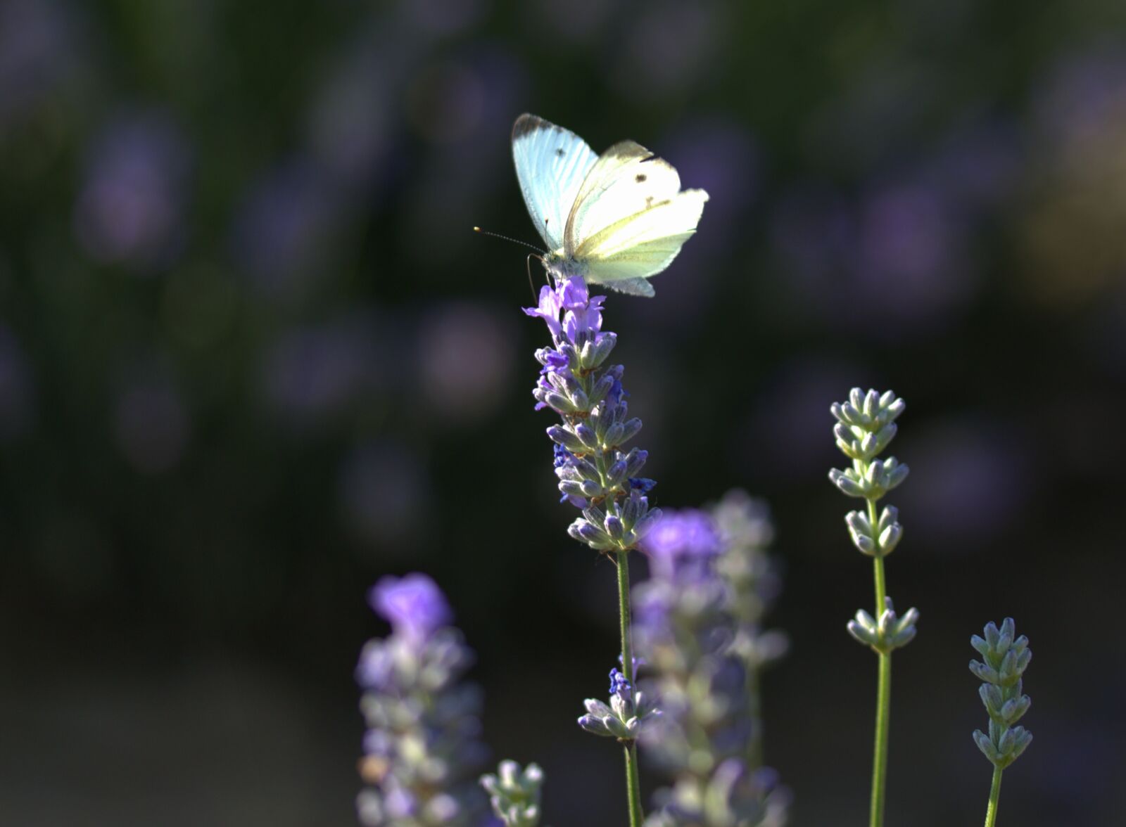 Canon EOS 7D Mark II + Canon EF-S 60mm F2.8 Macro USM sample photo. Butterfly, lavender, wings photography