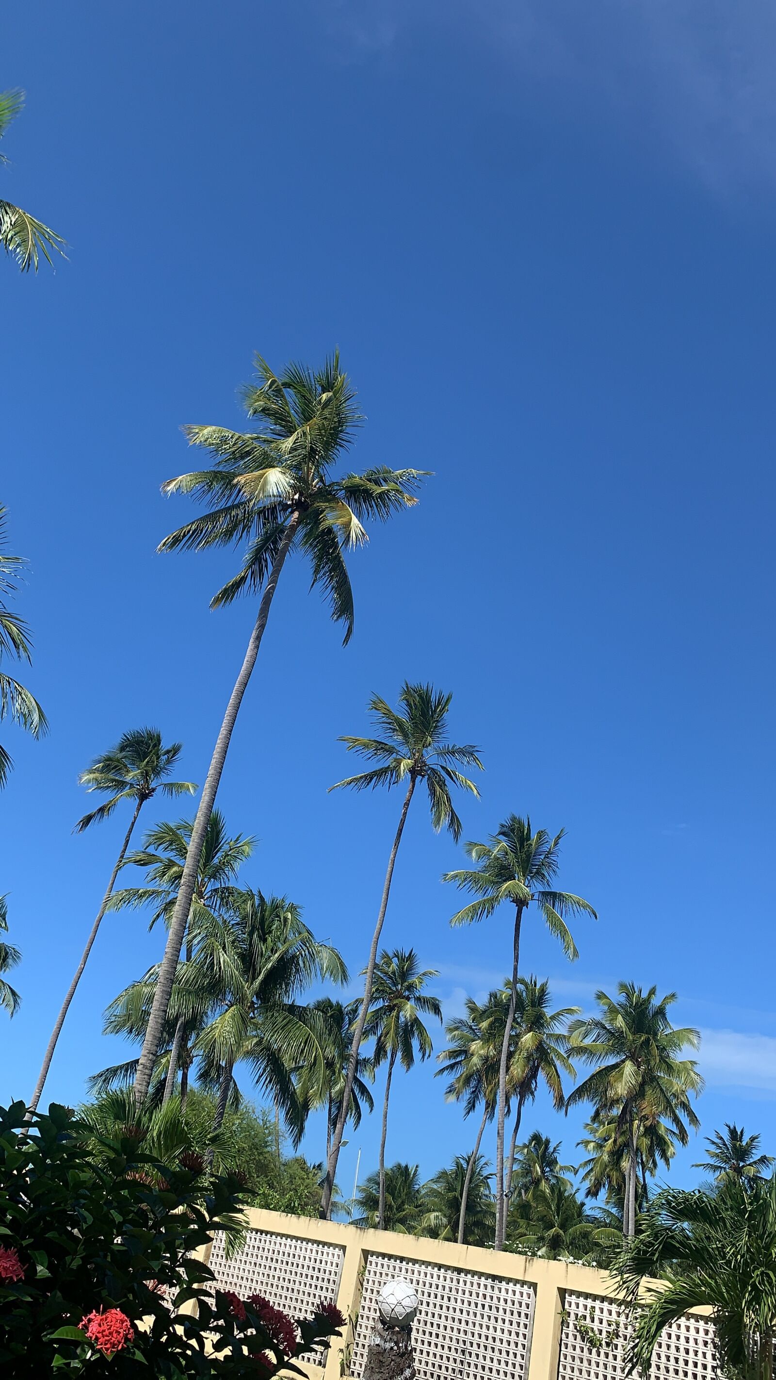 Apple iPhone XR sample photo. Coconut tree, beach, sky photography