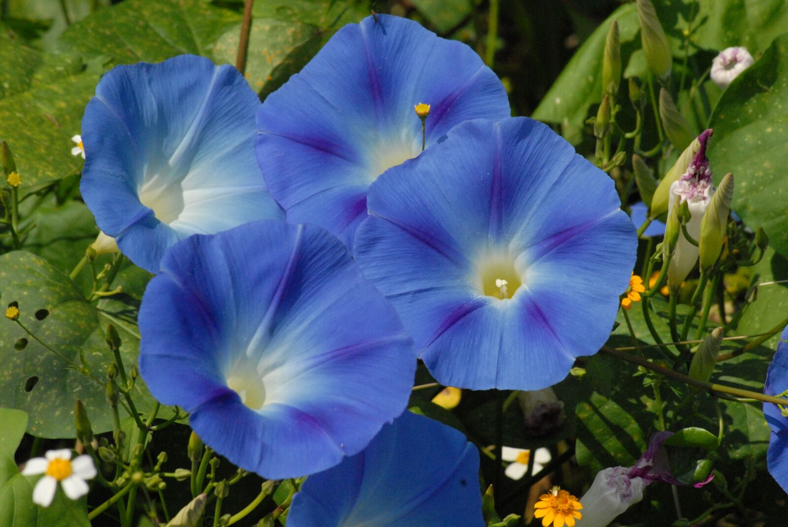 Nikon D200 sample photo. Bells blue, flowers, garden photography