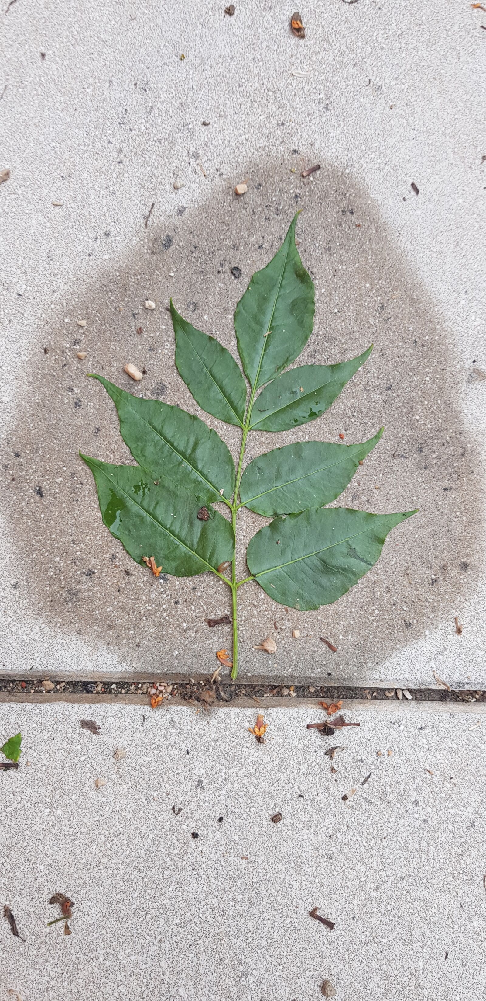 Samsung Galaxy S8 sample photo. Plant, leaves, leaf photography