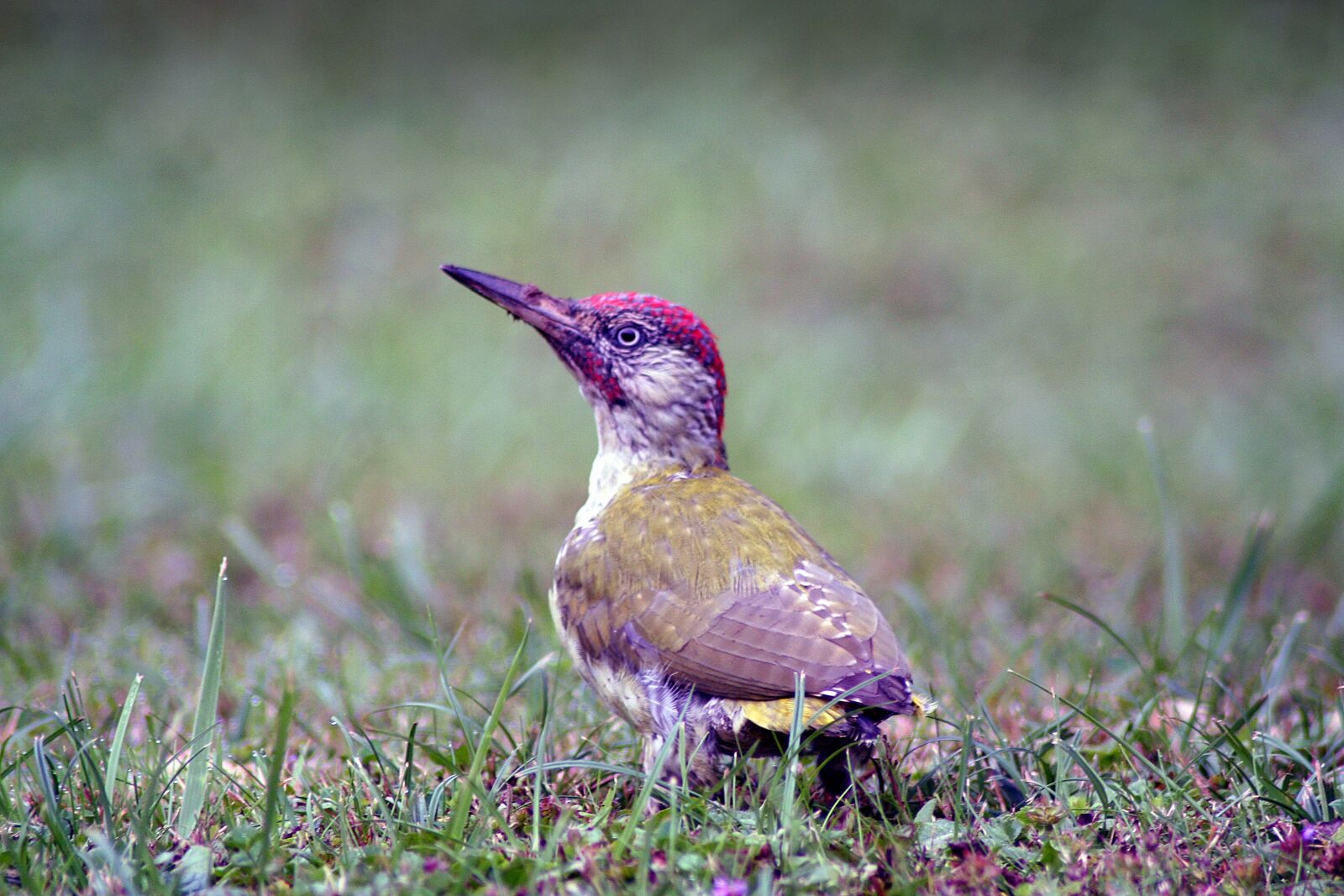 Canon EOS 350D (EOS Digital Rebel XT / EOS Kiss Digital N) sample photo. Animals, bird, green woodpecker photography