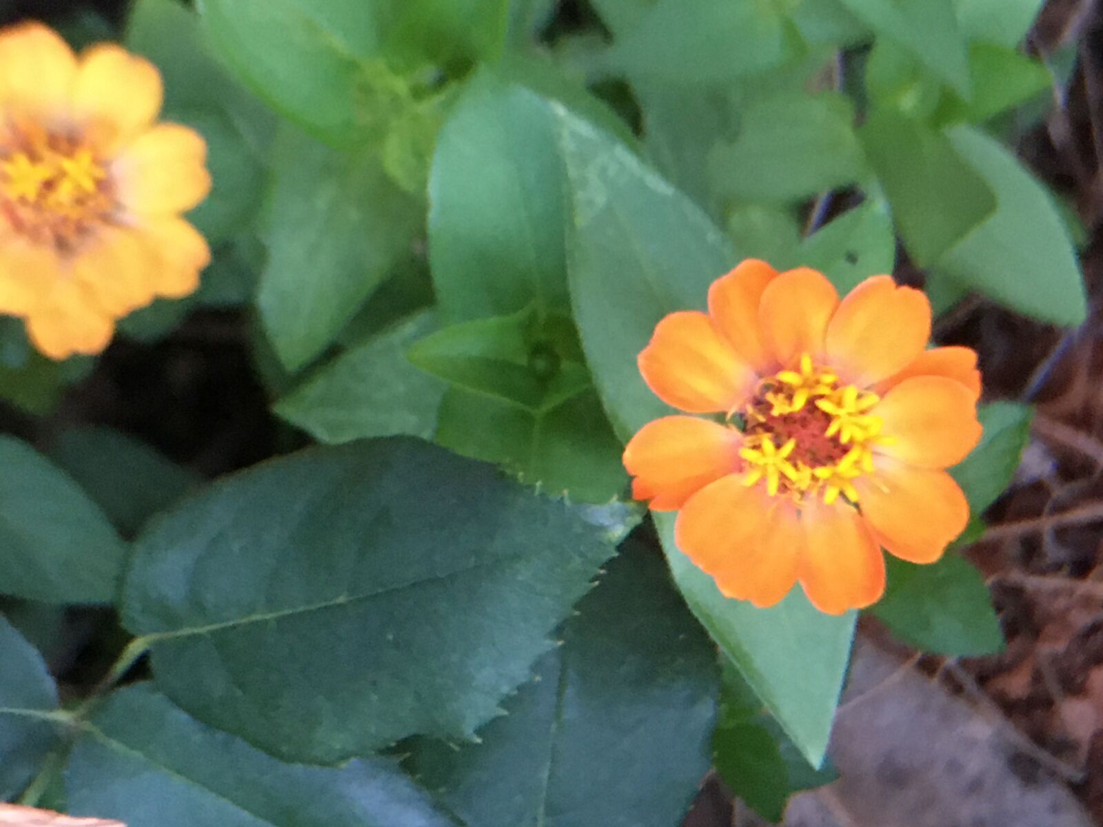 Apple iPhone 6s sample photo. Flower, summer, garden photography