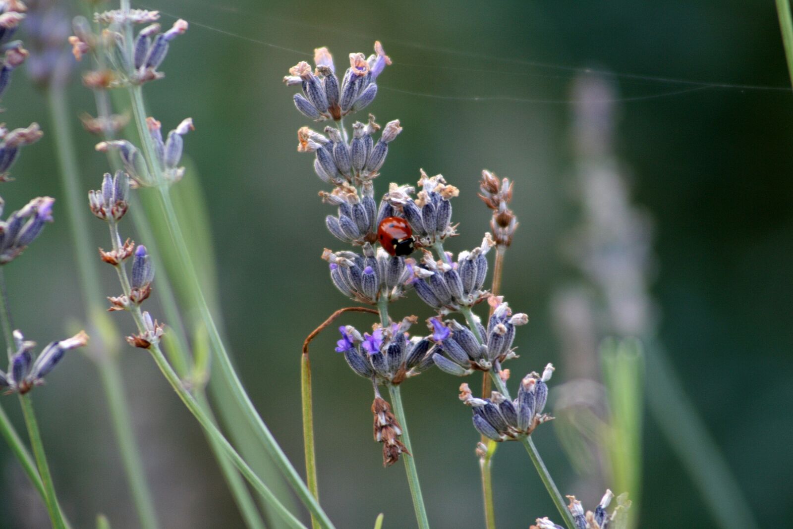 Canon EOS 400D (EOS Digital Rebel XTi / EOS Kiss Digital X) sample photo. Lavender, ladybug, insect photography