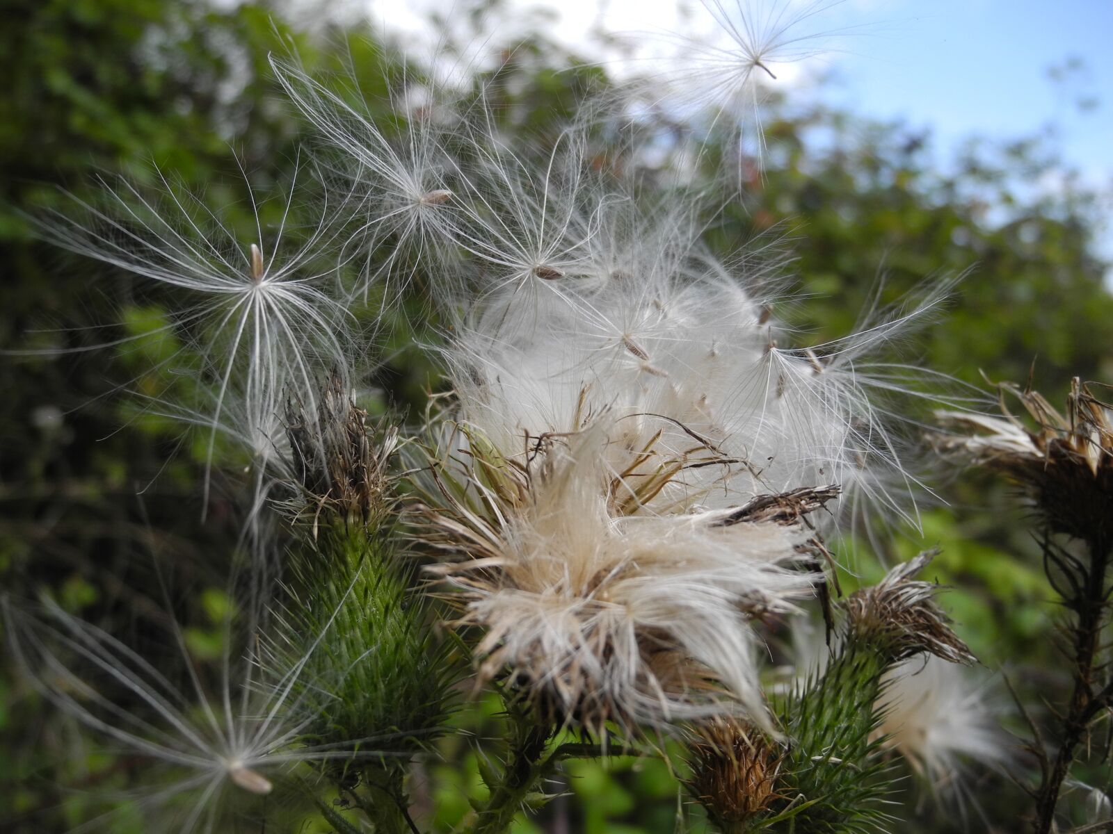 Nikon Coolpix P7000 sample photo. Milkweed, seeds, macro photography