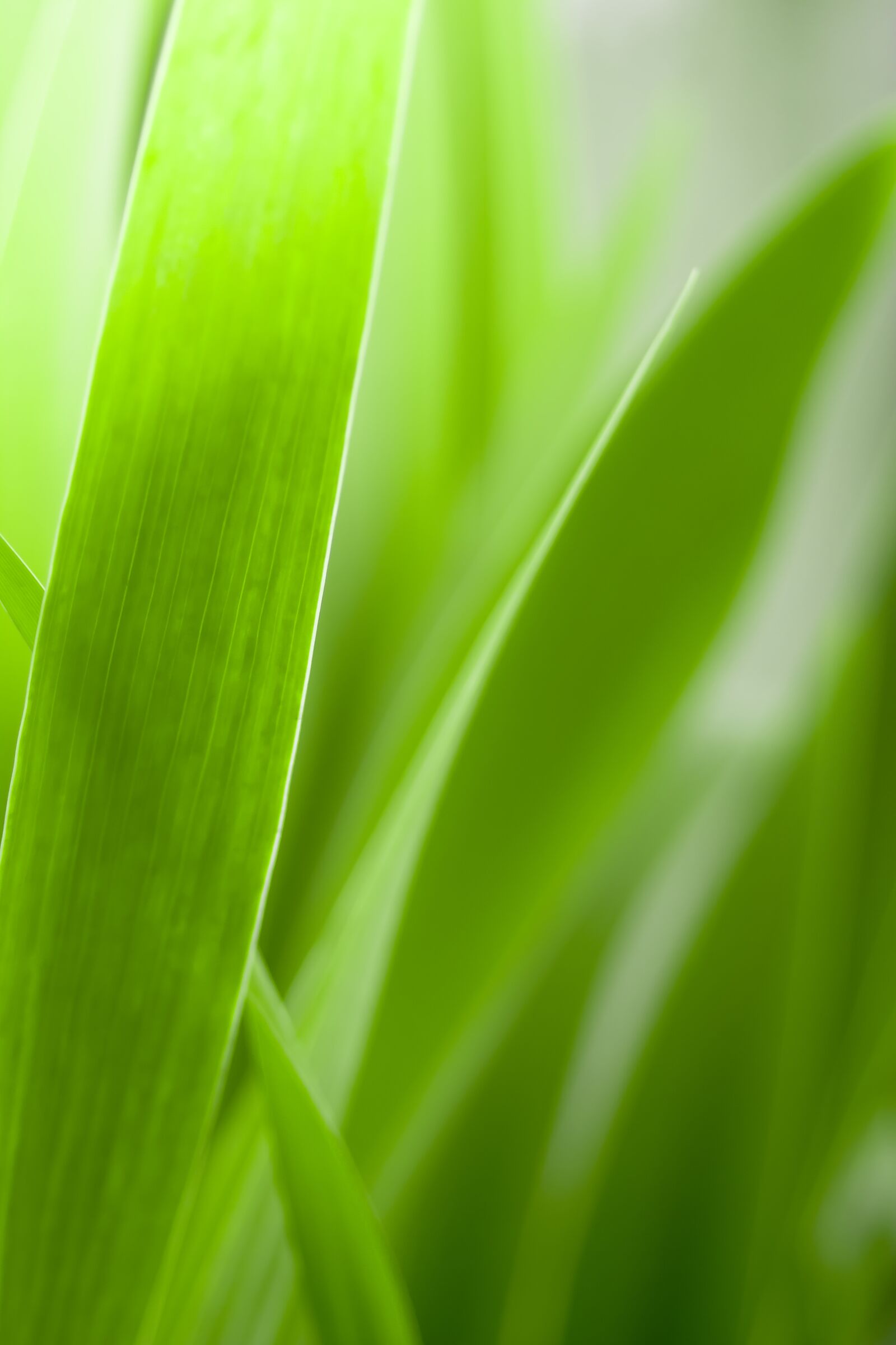 Canon EF 28-80mm f/3.5-5.6 sample photo. Leaf, growth, plant photography