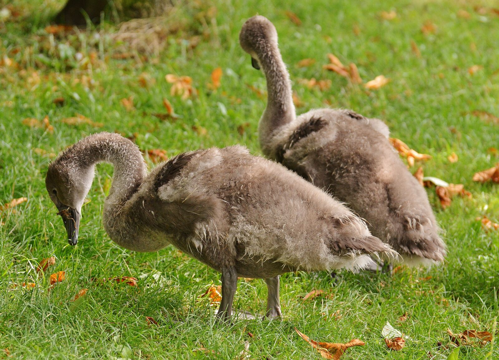 Nikon D3200 sample photo. Swans, young animals, birds photography